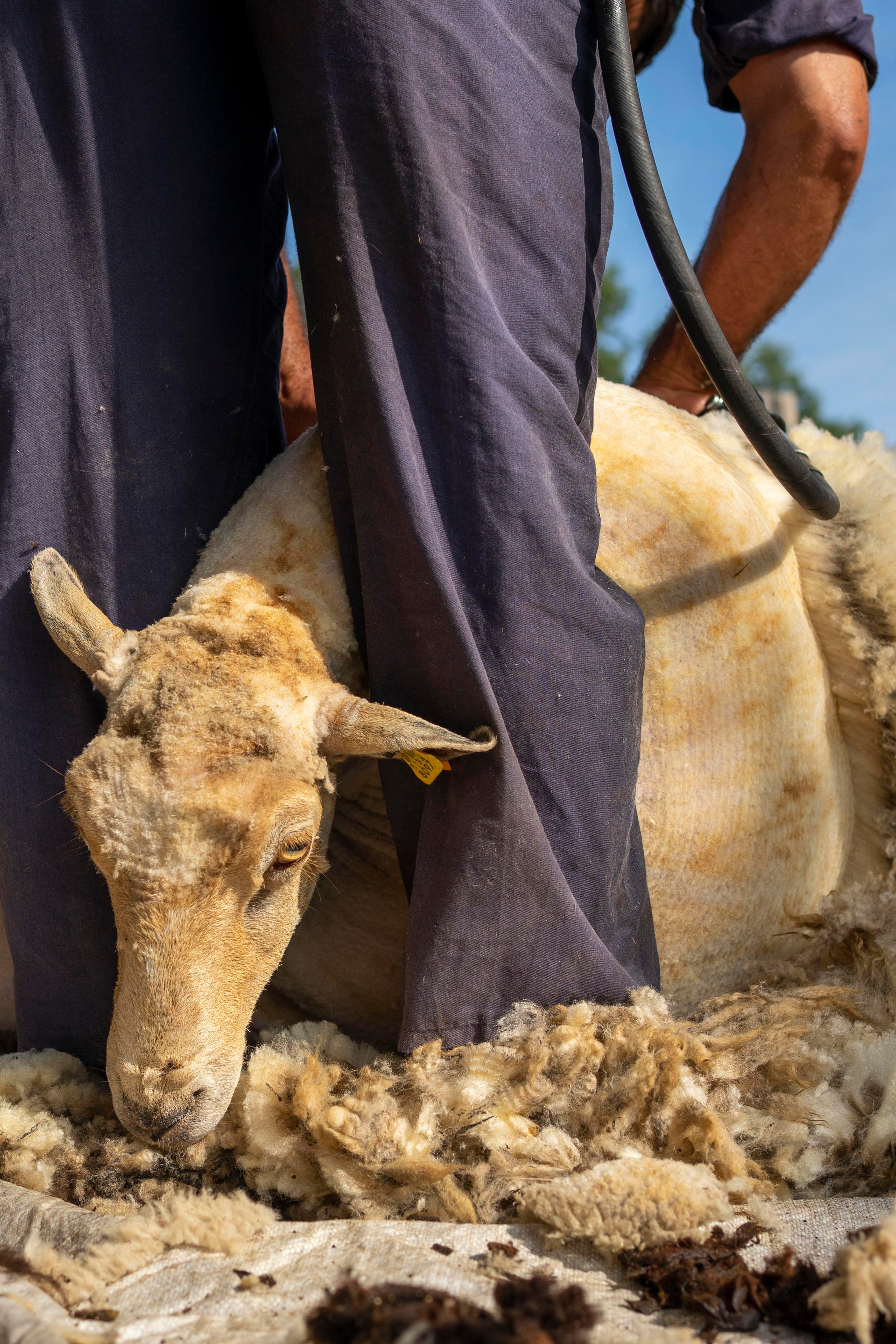 Sheep Shearing in Marvão. Maria Sher. Fotógrafa profissional do Porto, Portugal