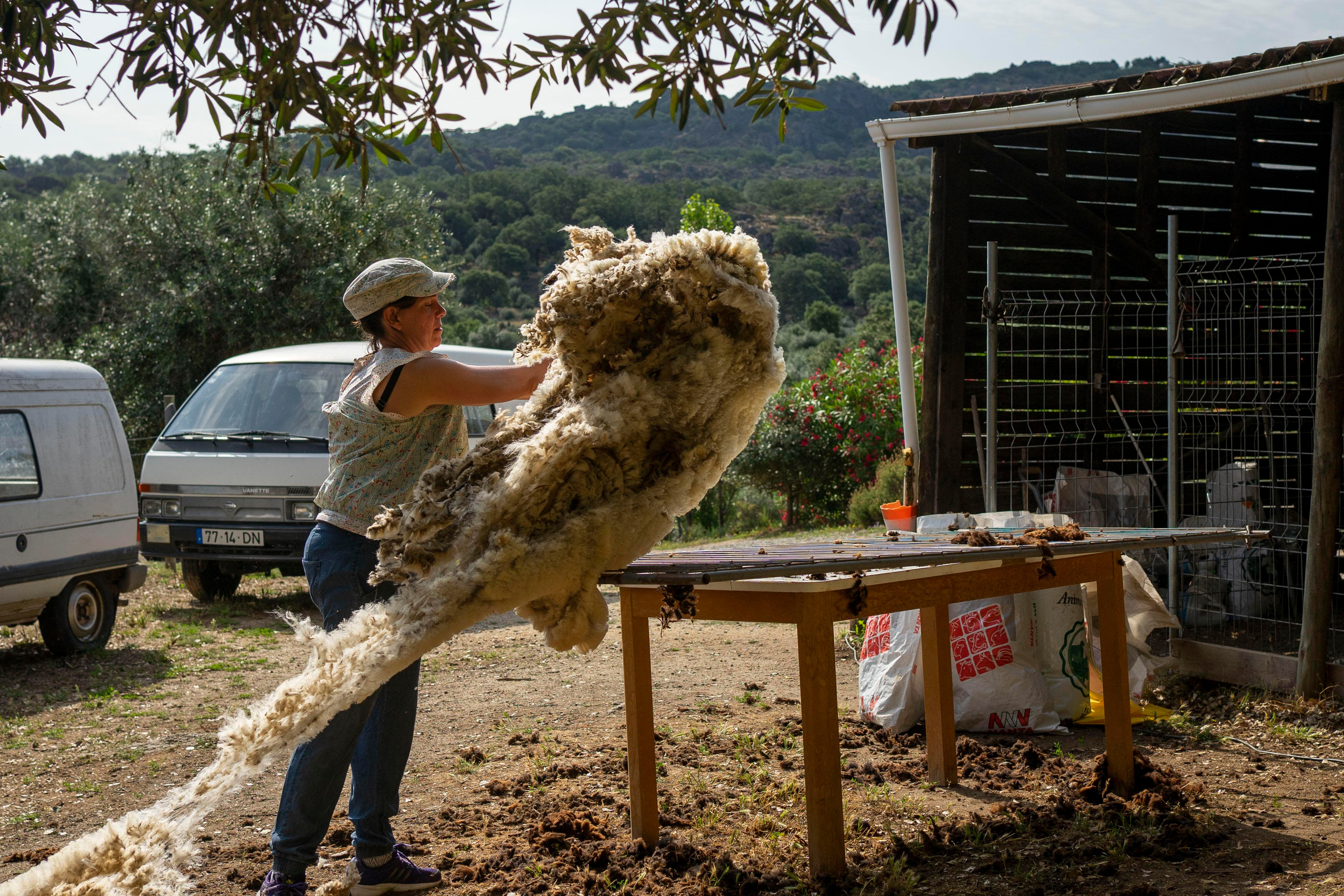 Sheep Shearing in Marvão. Maria Sher. Fotógrafa profissional do Porto, Portugal