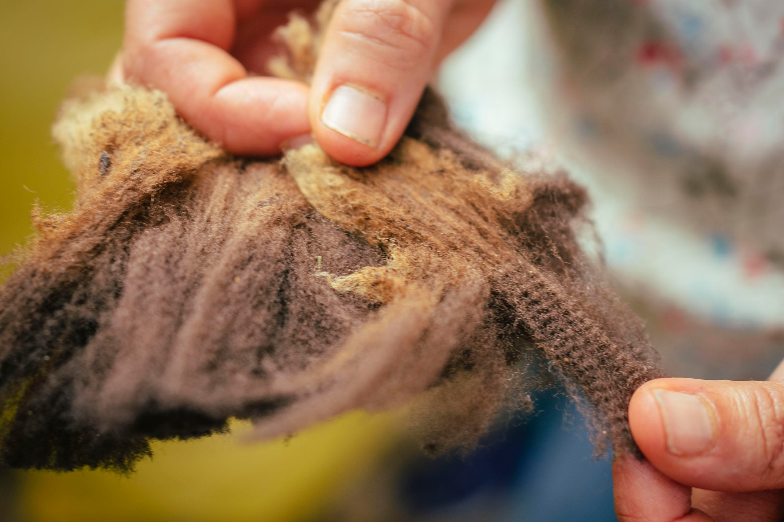 Sheep Shearing in Marvão. Maria Sher. Fotógrafa profissional do Porto, Portugal