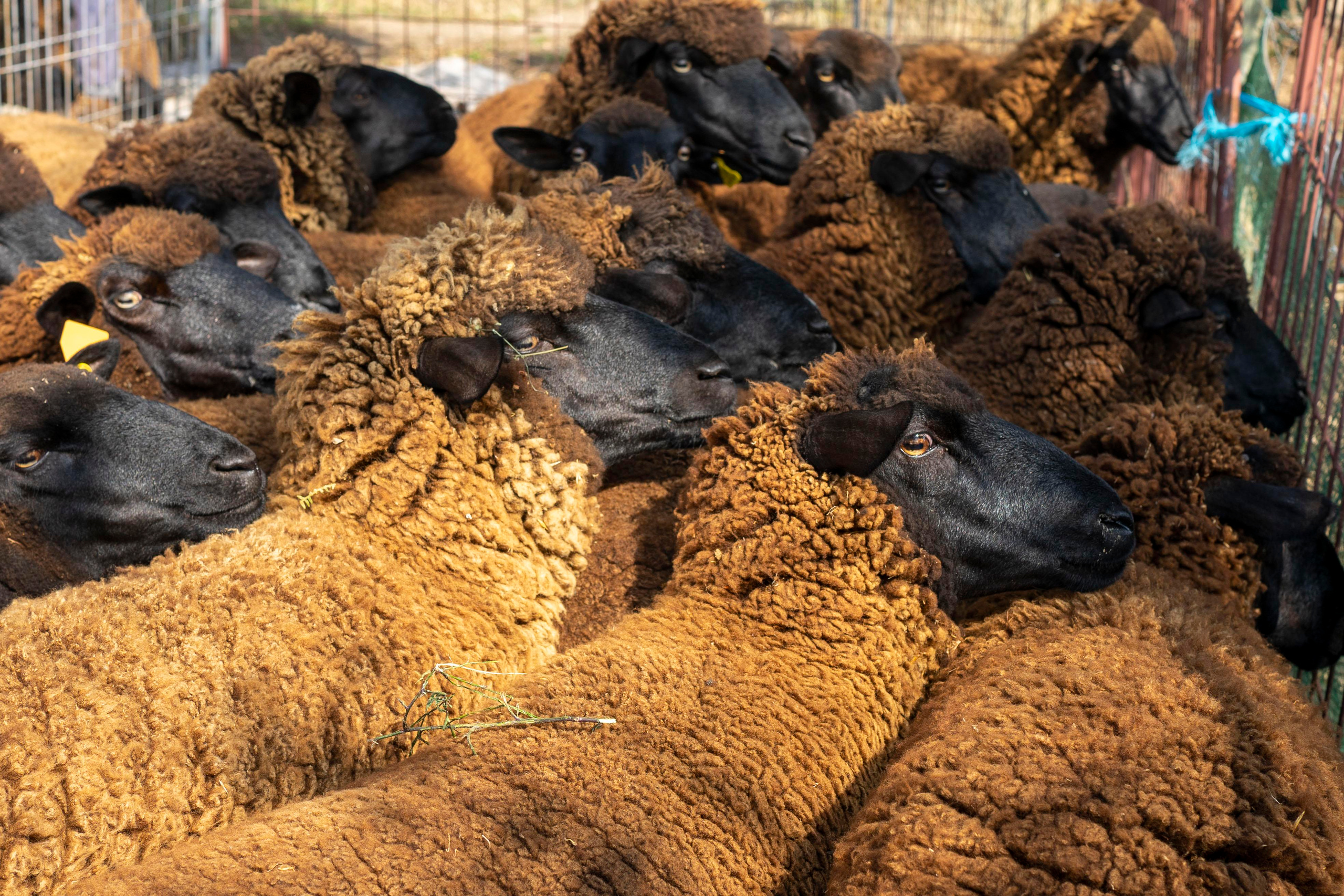 Sheep Shearing in Marvão. Maria Sher. Fotógrafa profissional do Porto, Portugal