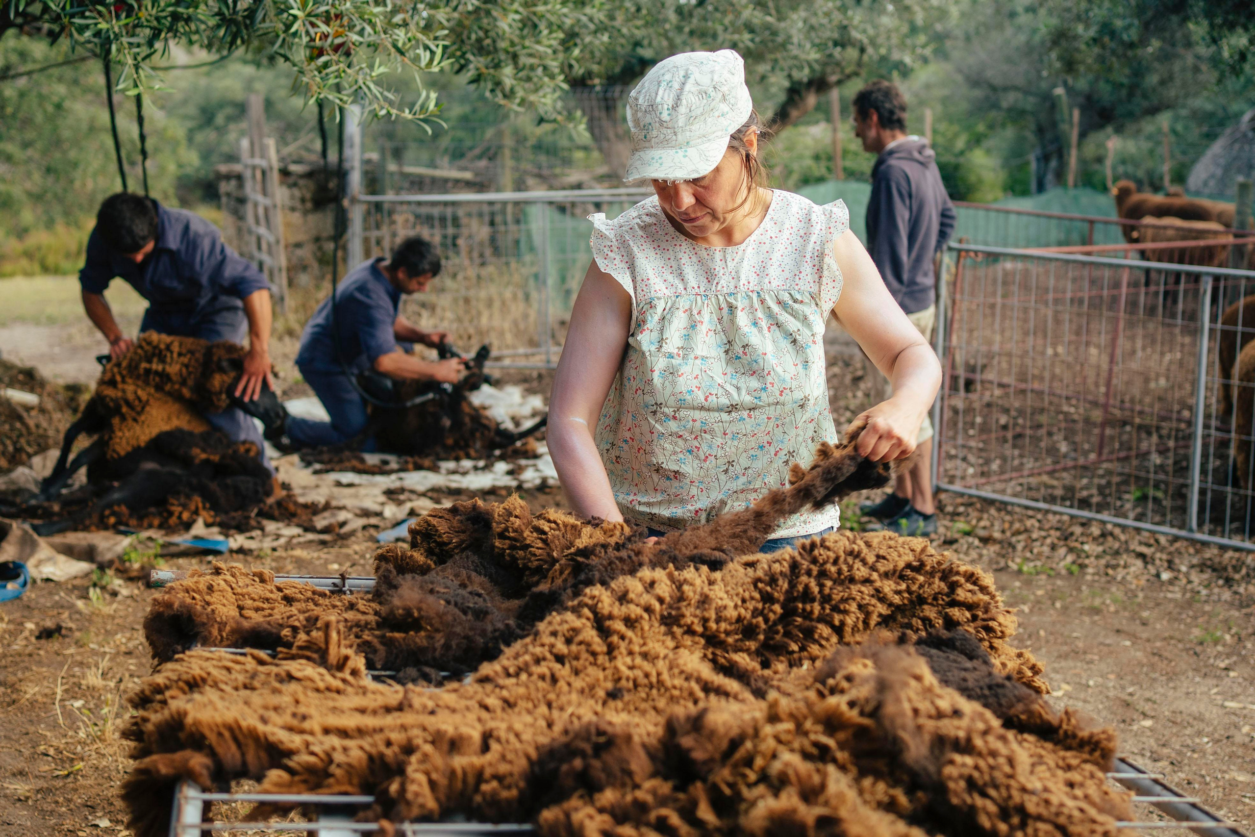 Sheep Shearing in Marvão. Maria Sher. Fotógrafa profissional do Porto, Portugal