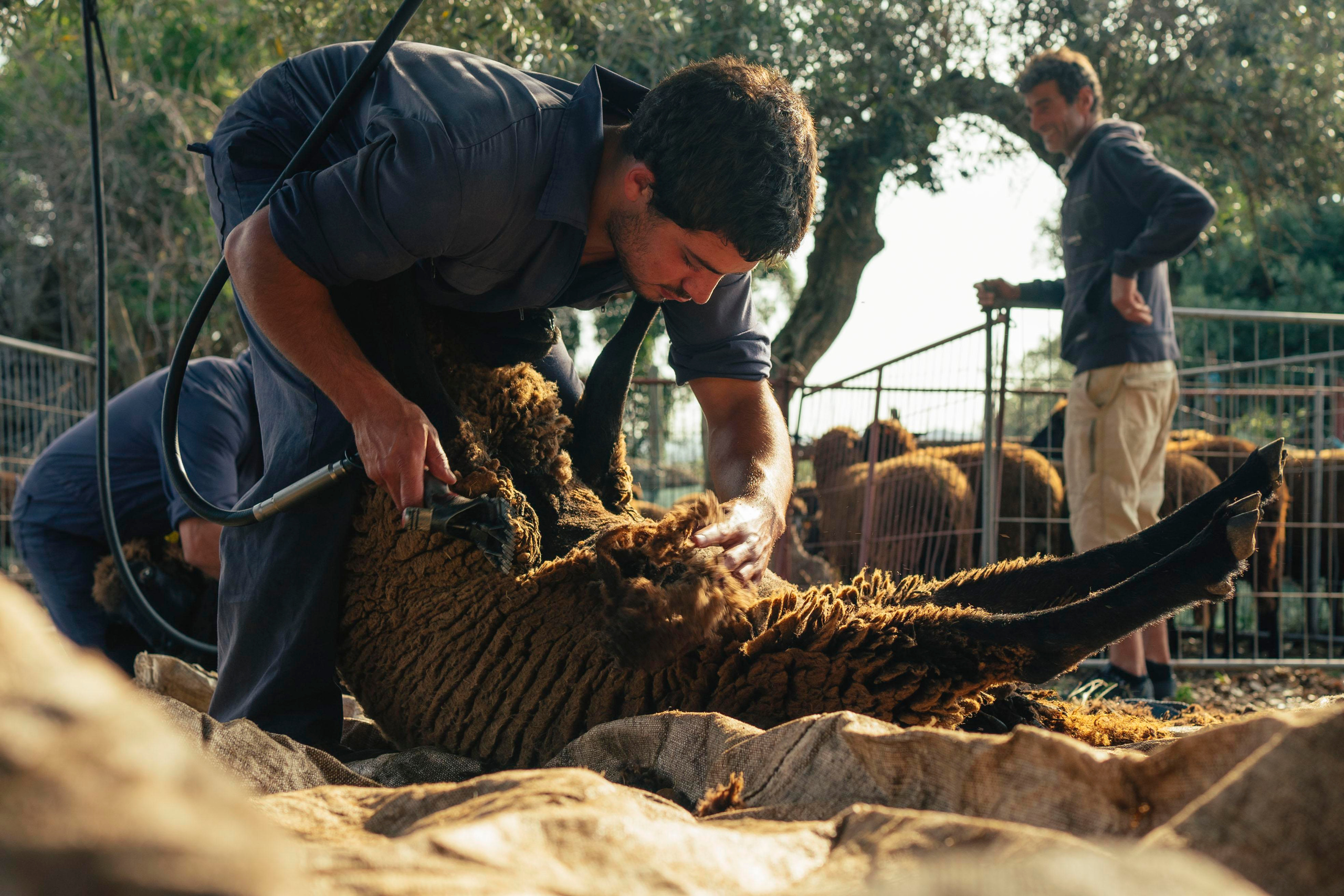 Sheep Shearing in Marvão. Maria Sher. Fotógrafa profissional do Porto, Portugal