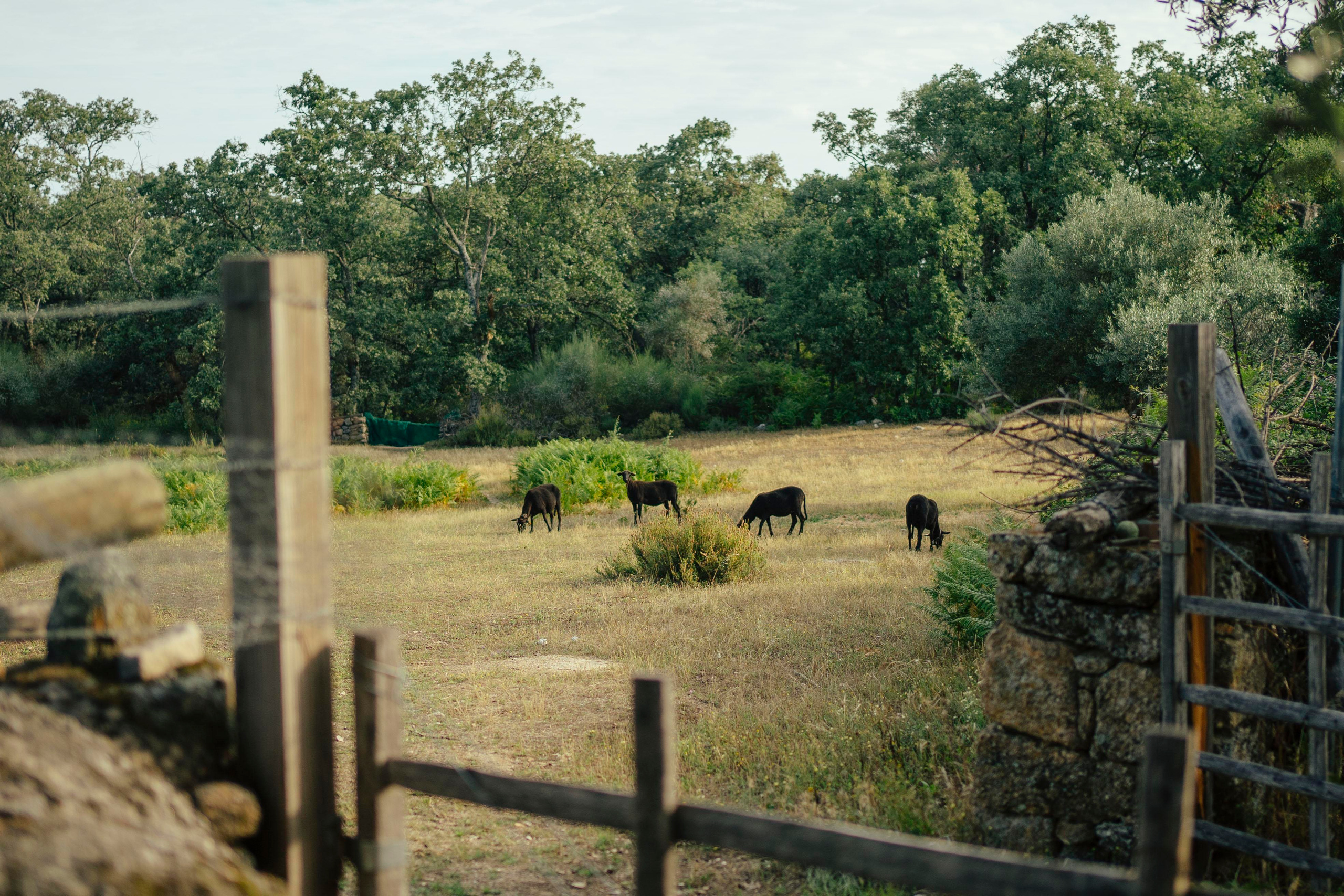 Sheep Shearing in Marvão. Maria Sher. Fotógrafa profissional do Porto, Portugal