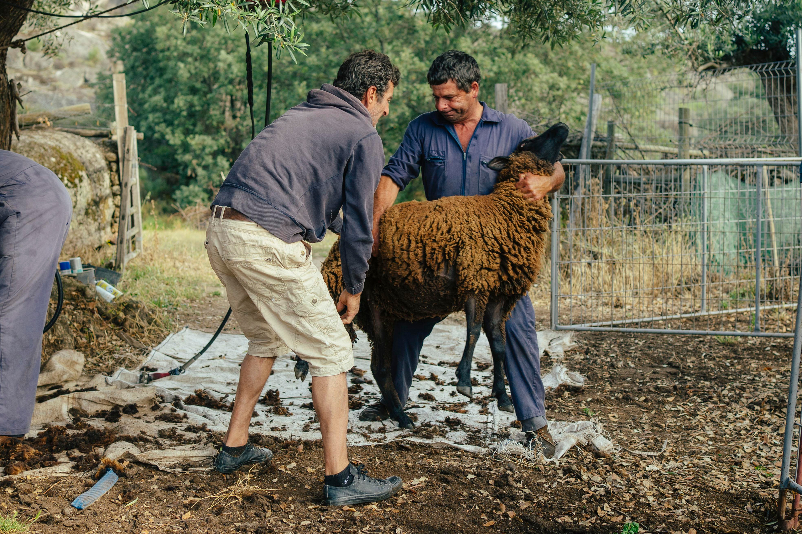 Sheep Shearing in Marvão. Maria Sher. Fotógrafa profissional do Porto, Portugal