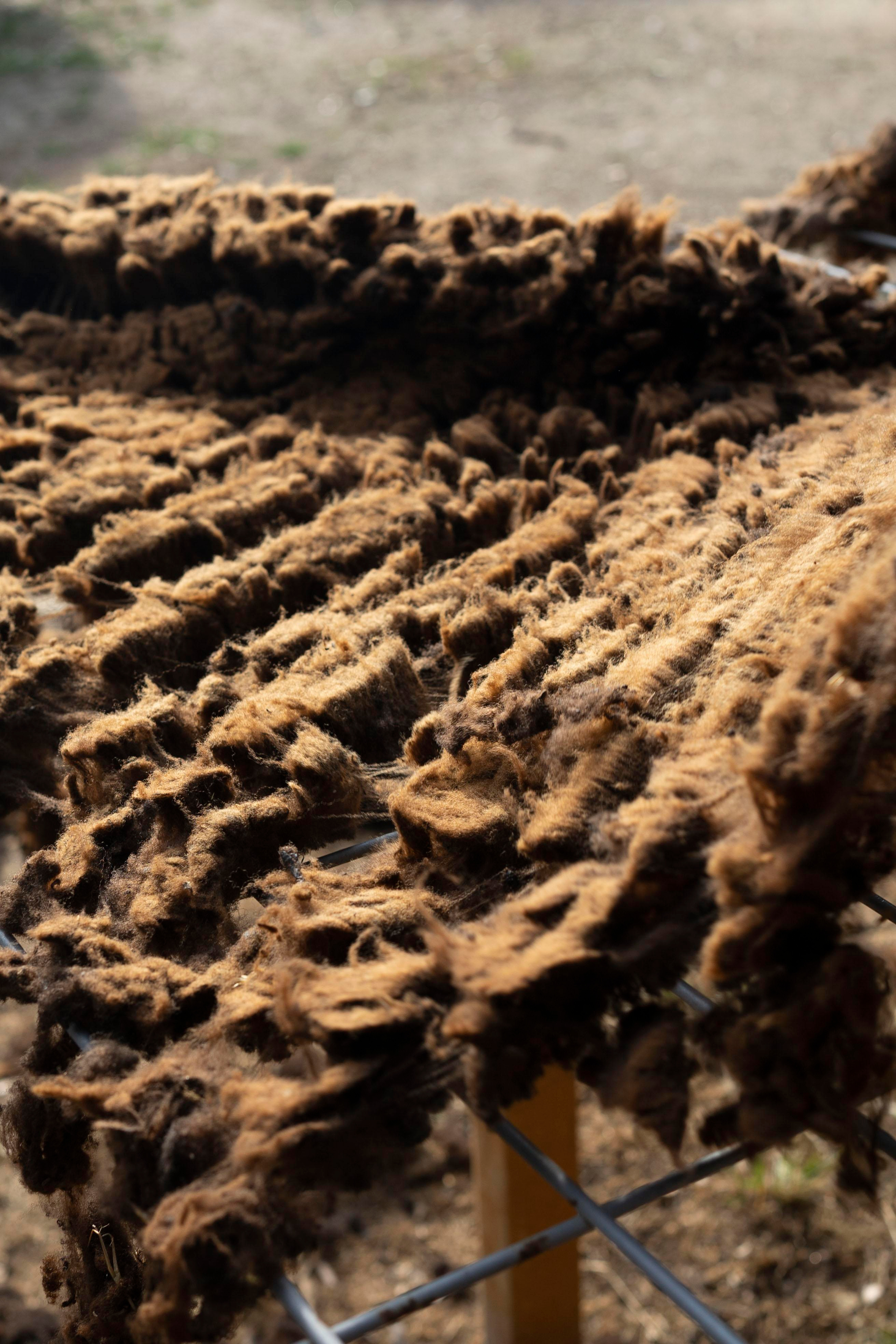 Sheep Shearing in Marvão. Maria Sher. Fotógrafa profissional do Porto, Portugal