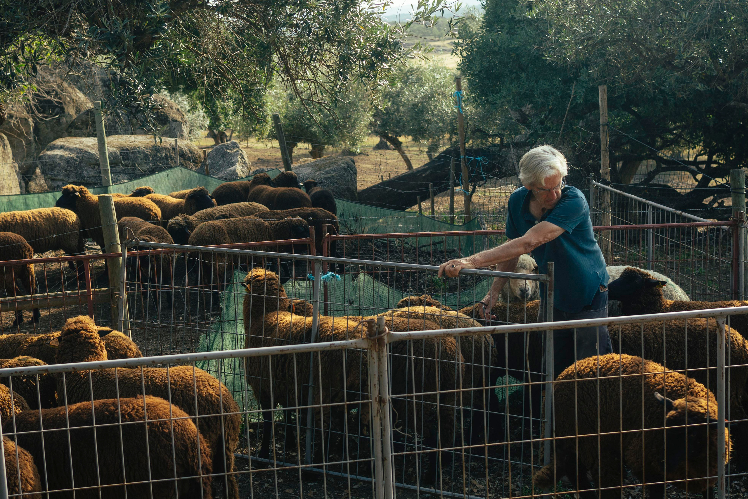 Sheep Shearing in Marvão. Maria Sher. Fotógrafa profissional do Porto, Portugal