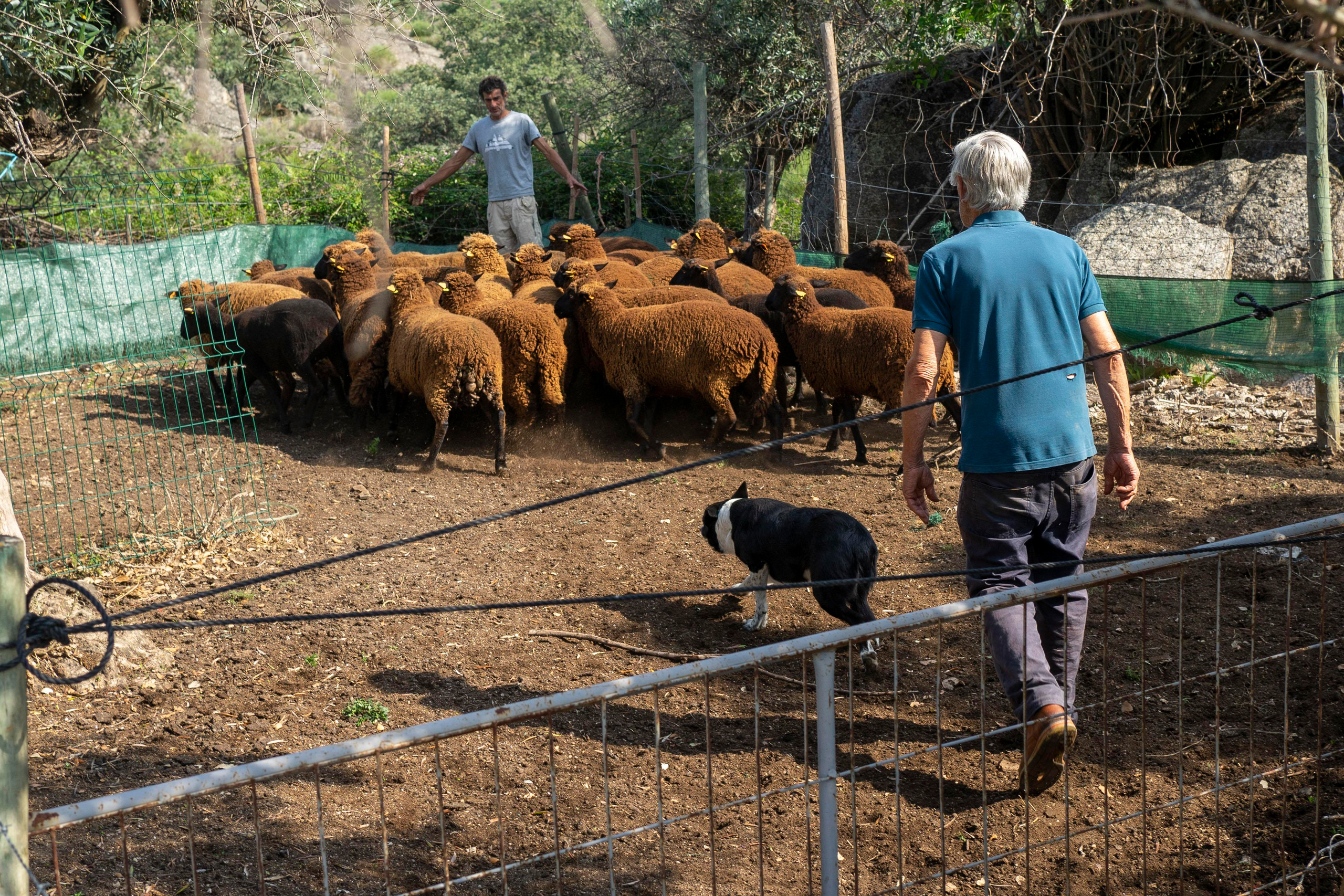 Sheep Shearing in Marvão. Maria Sher. Fotógrafa profissional do Porto, Portugal