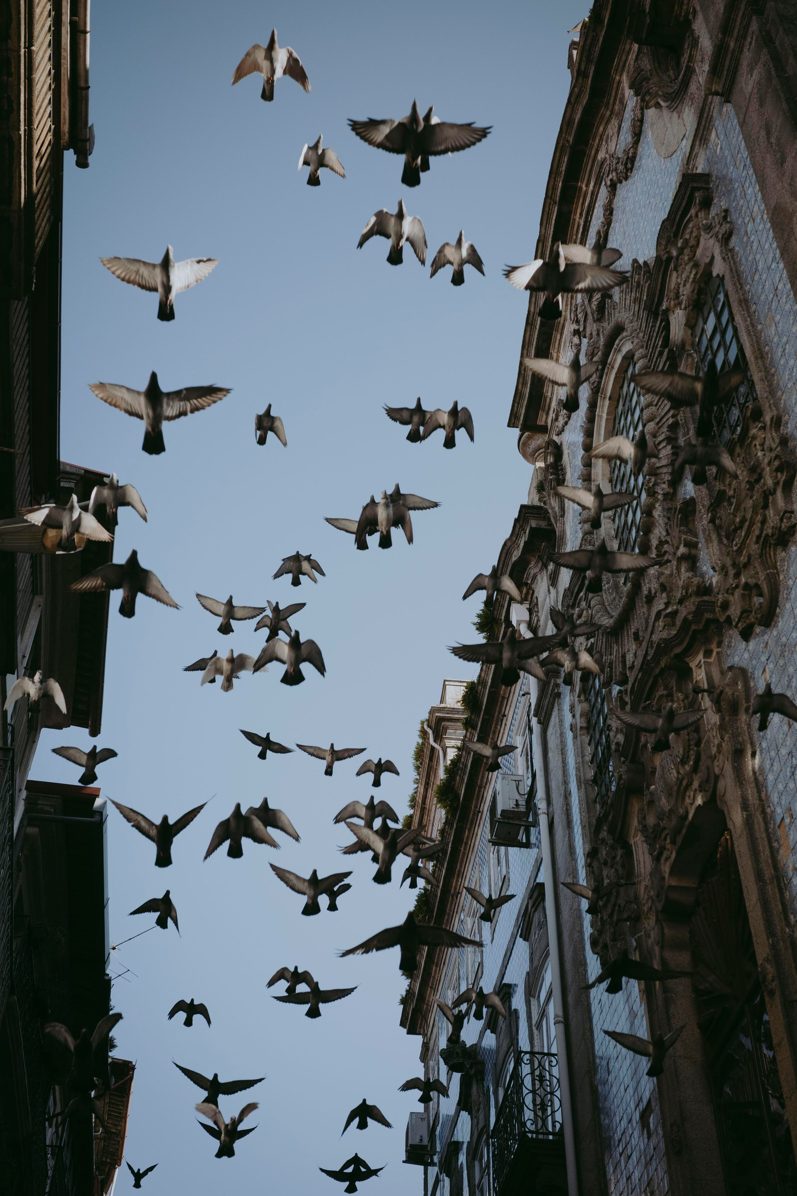 Street. Maria Sher. Professional photographer from Porto, Portugal