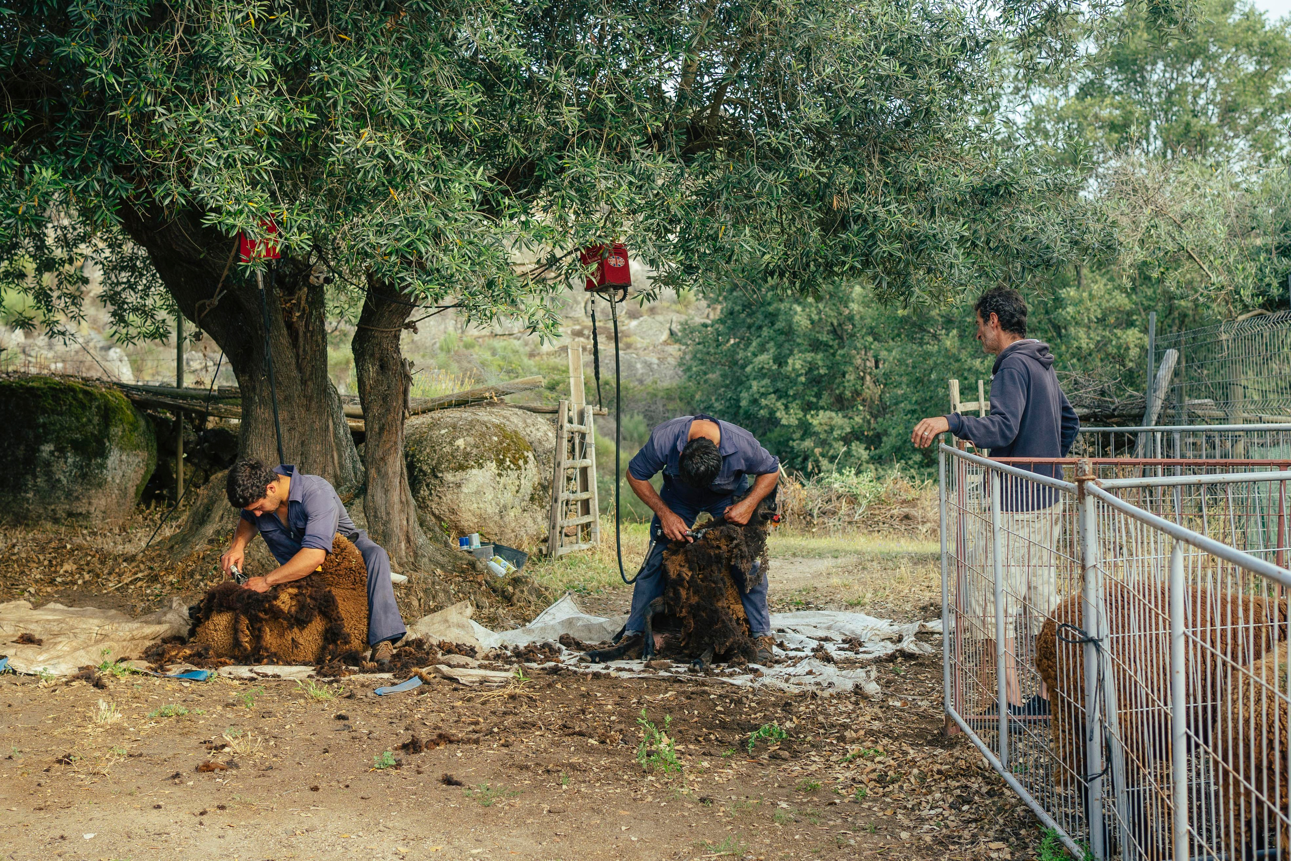 Sheep Shearing in Marvão. Maria Sher. Fotógrafa profissional do Porto, Portugal