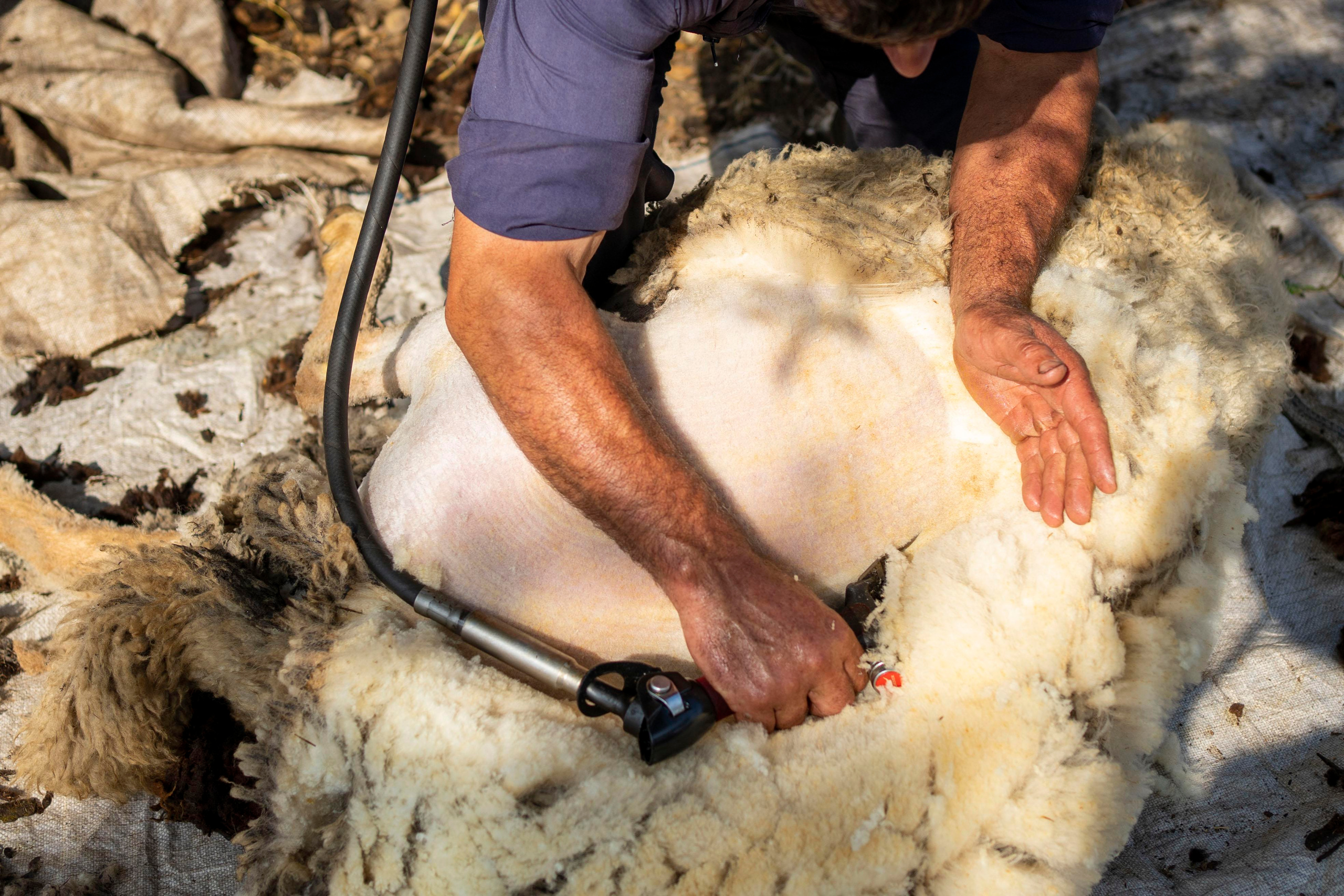 Sheep Shearing in Marvão. Maria Sher. Fotógrafa profissional do Porto, Portugal
