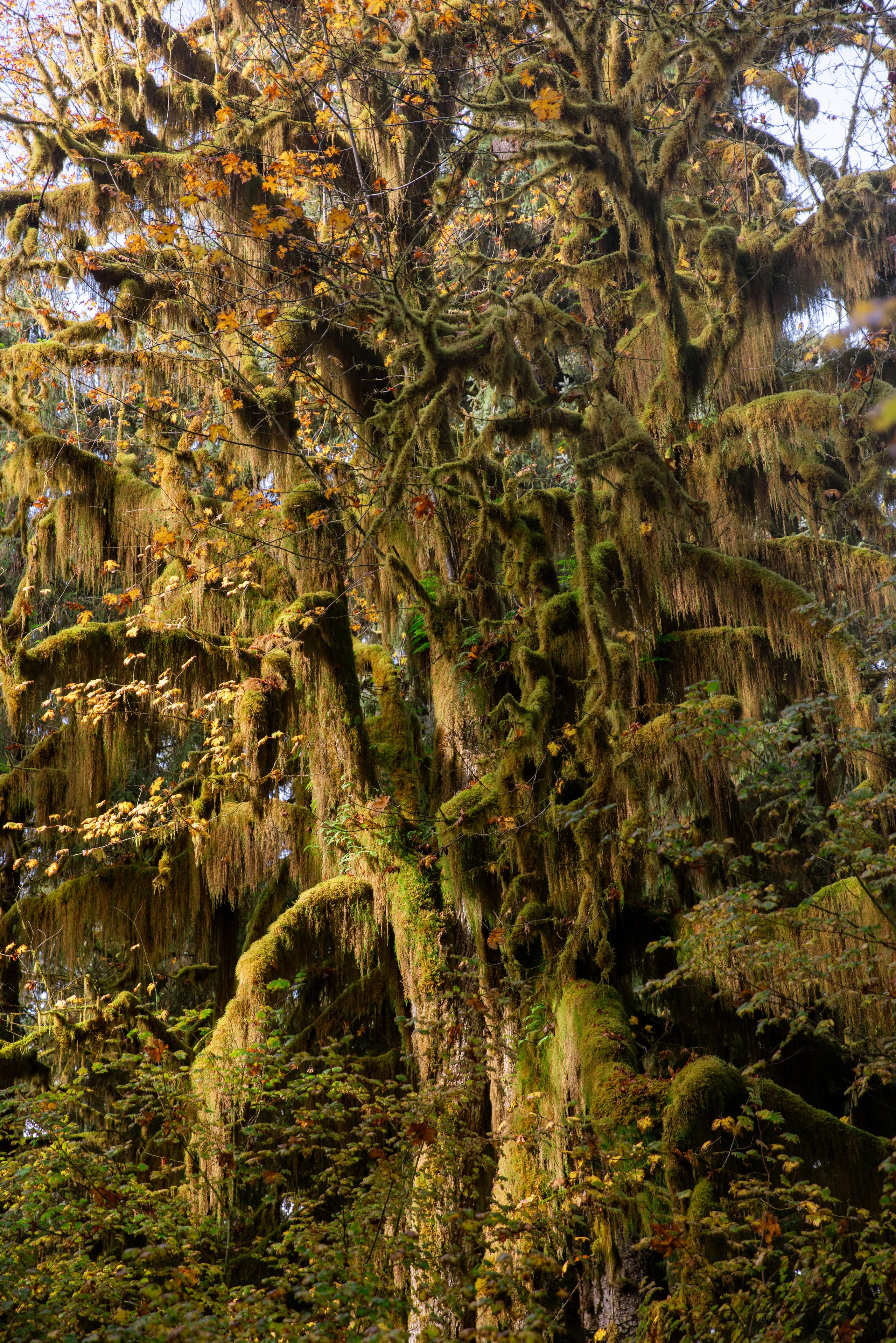 Twilight | Wallpapers. Photographer in Los Angeles. Julia Ishmuratova