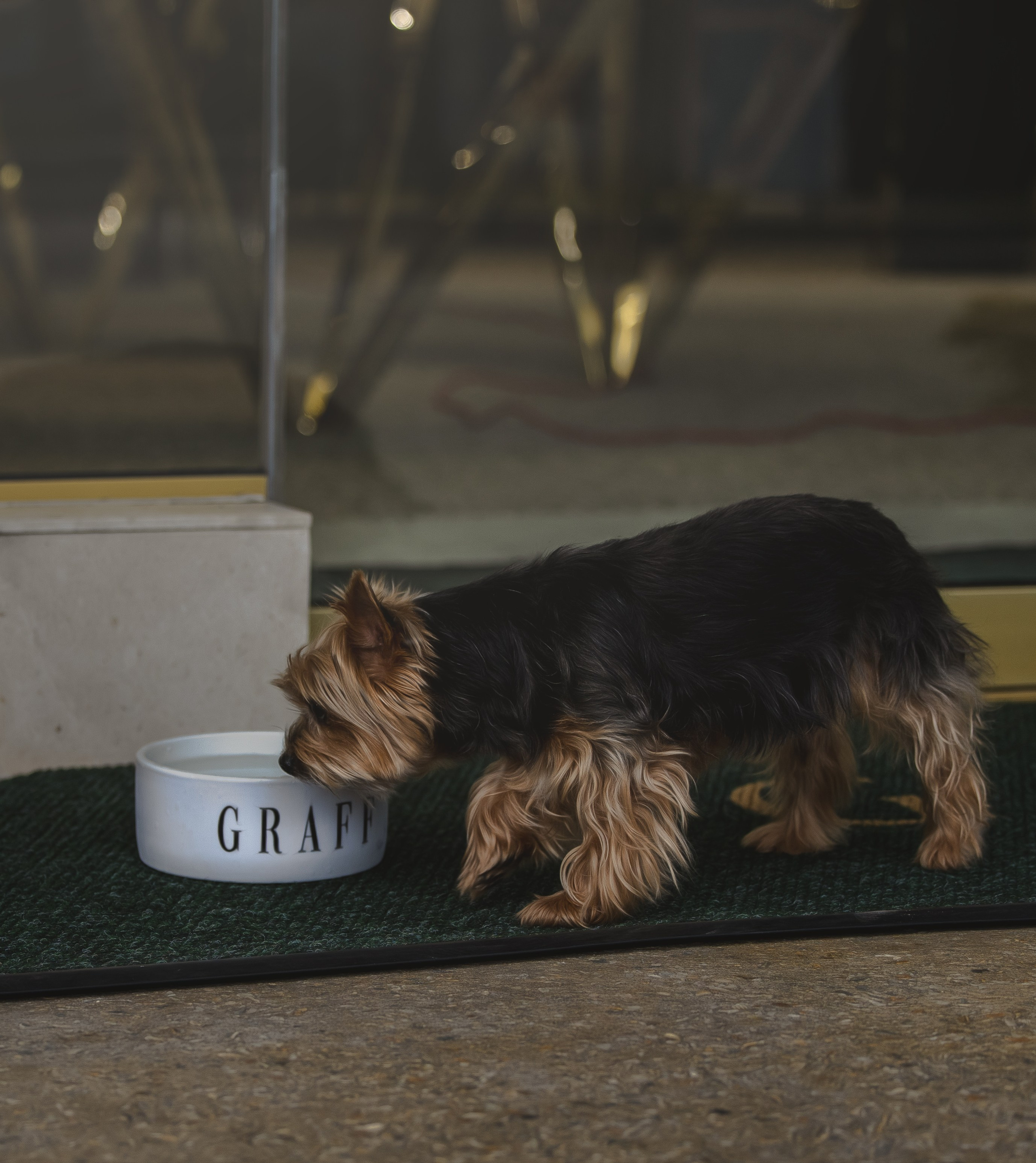 Mars & Alexandra. Pet Photographer Viktoriya Aleshenko