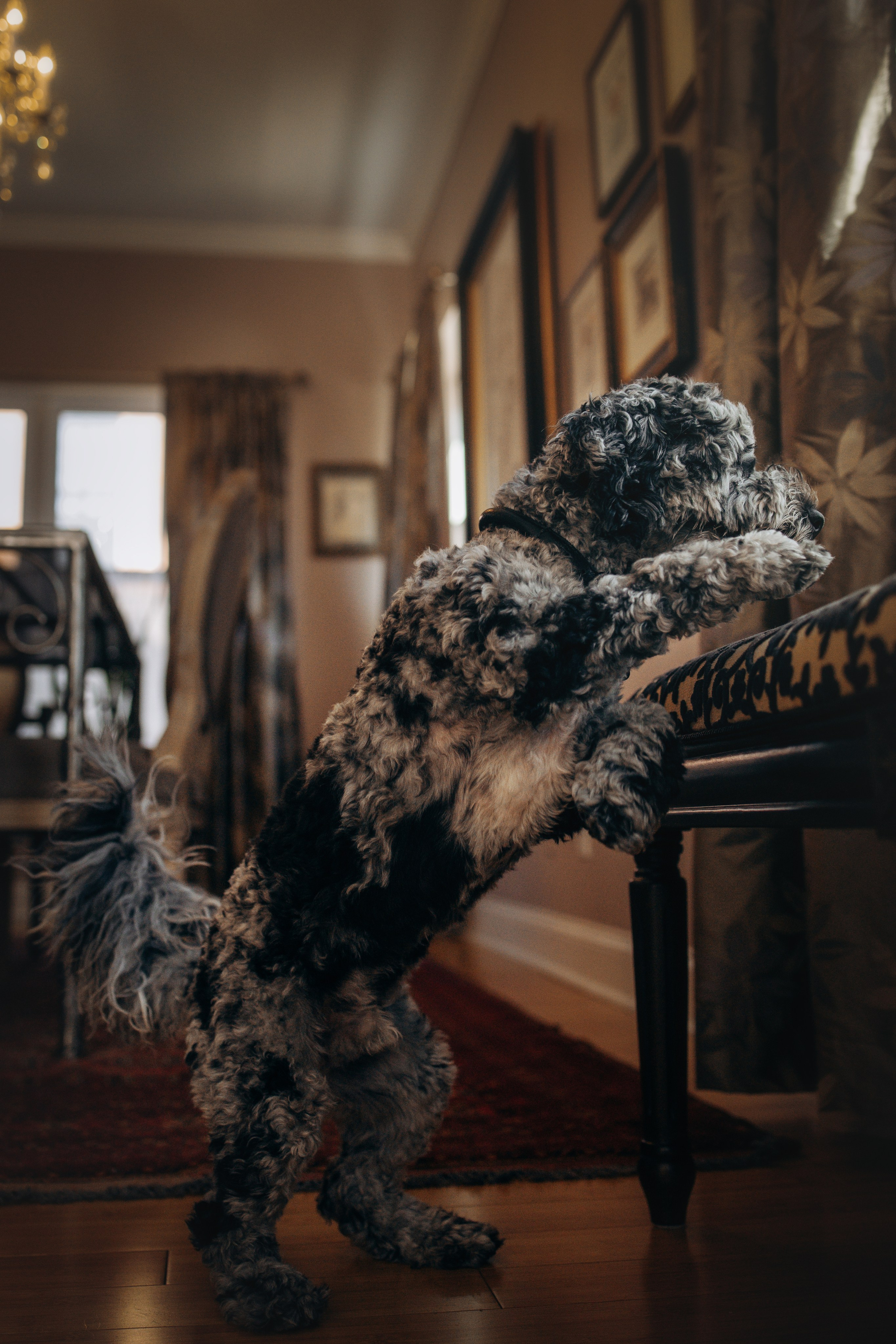 Ace. Pet Photographer Viktoriya Aleshenko