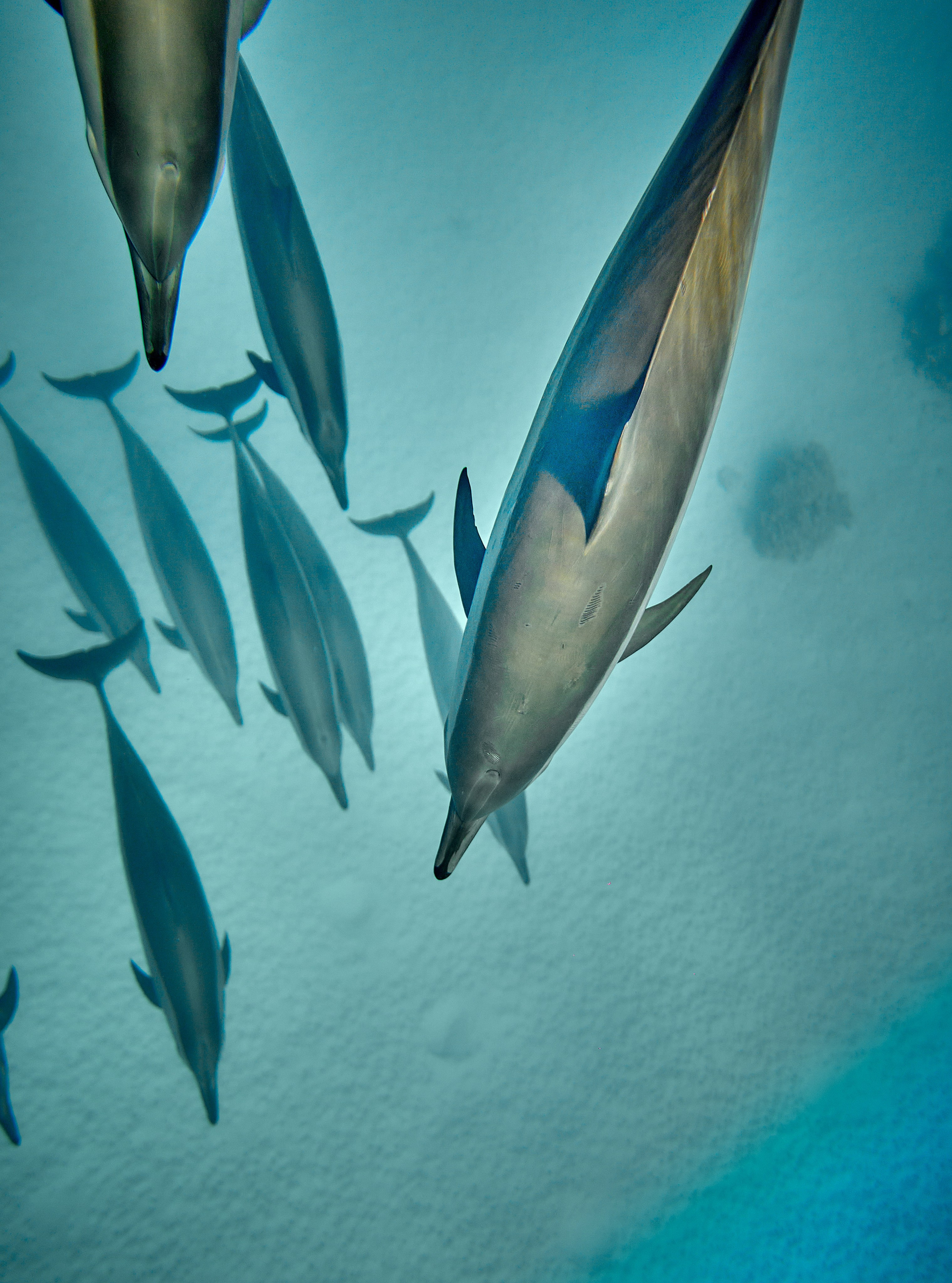 2023-11 - Diving Safari Deep South Egypt. Andriej Szypilow — Photography & Videography