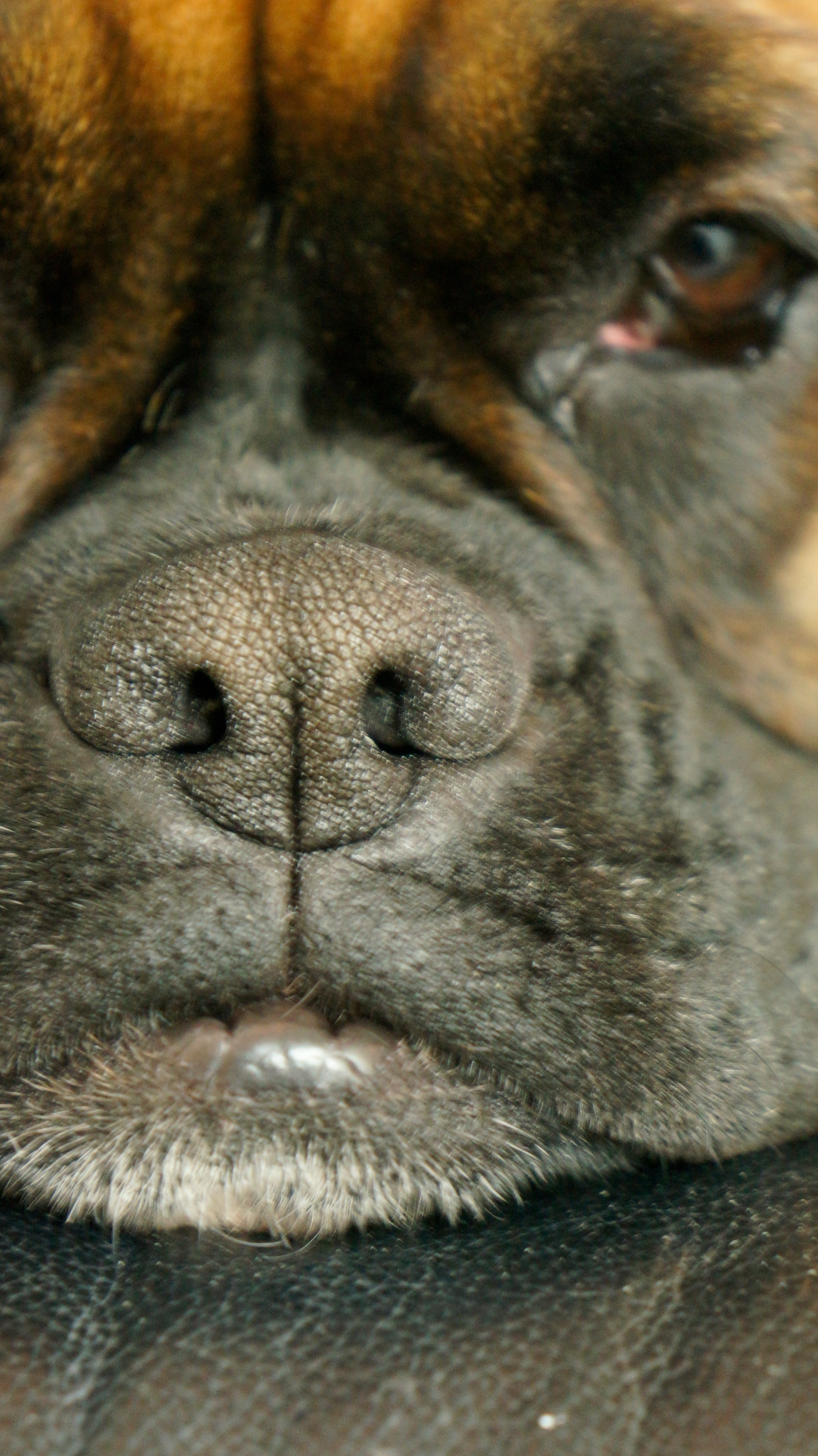 My ״Star״ Boxer Dog