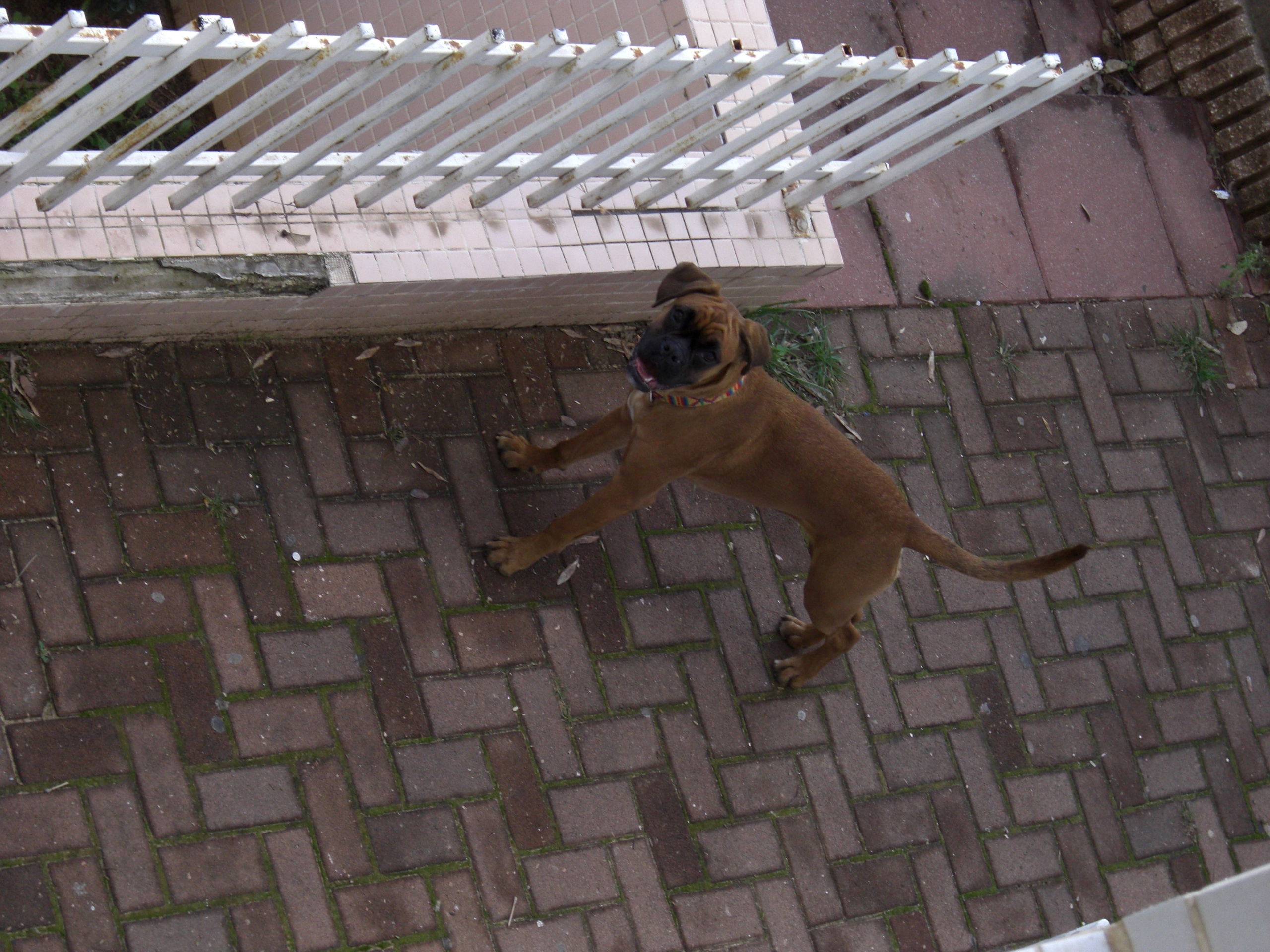 My ״Star״ Boxer Dog