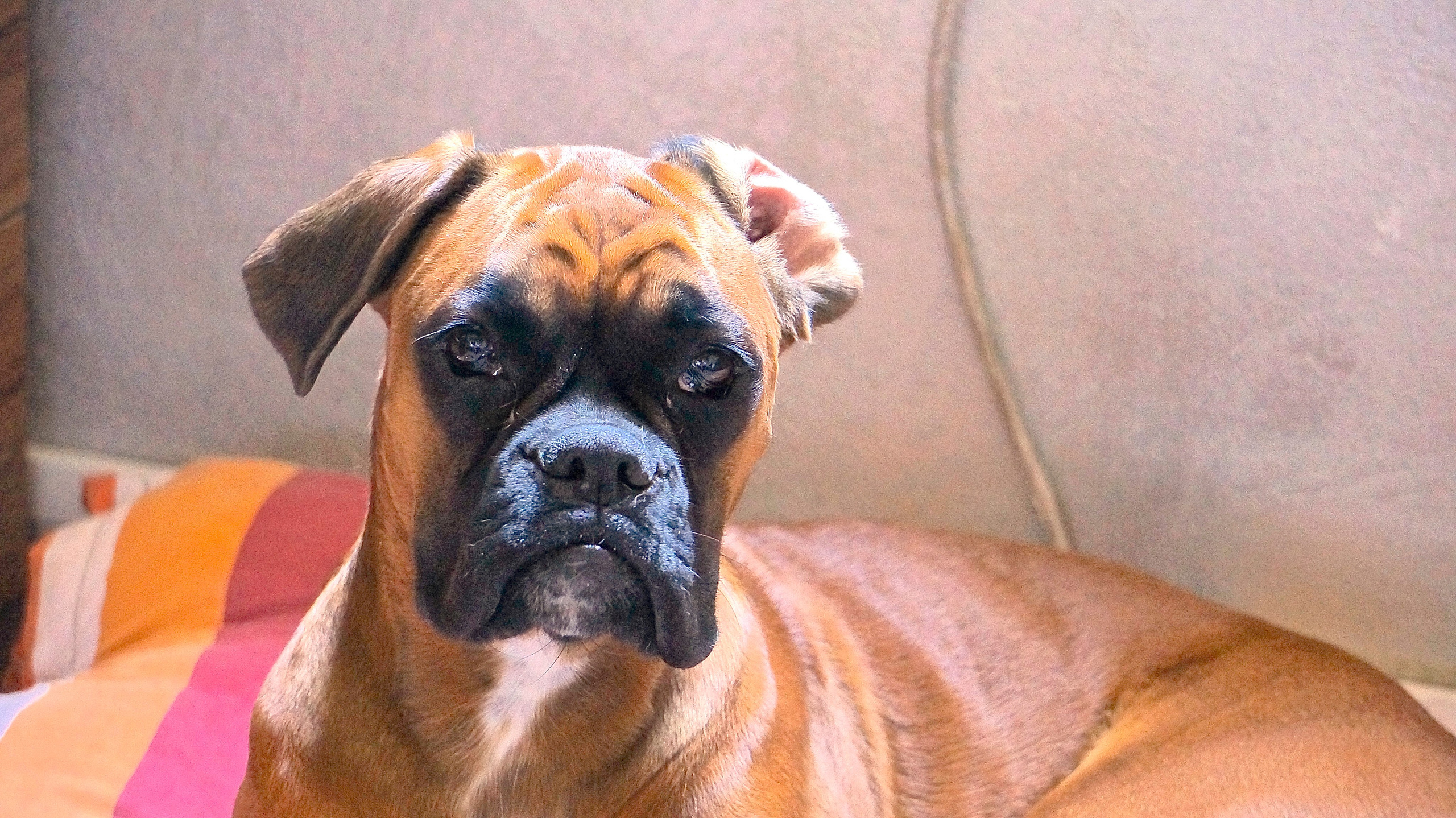 My ״Star״ Boxer Dog