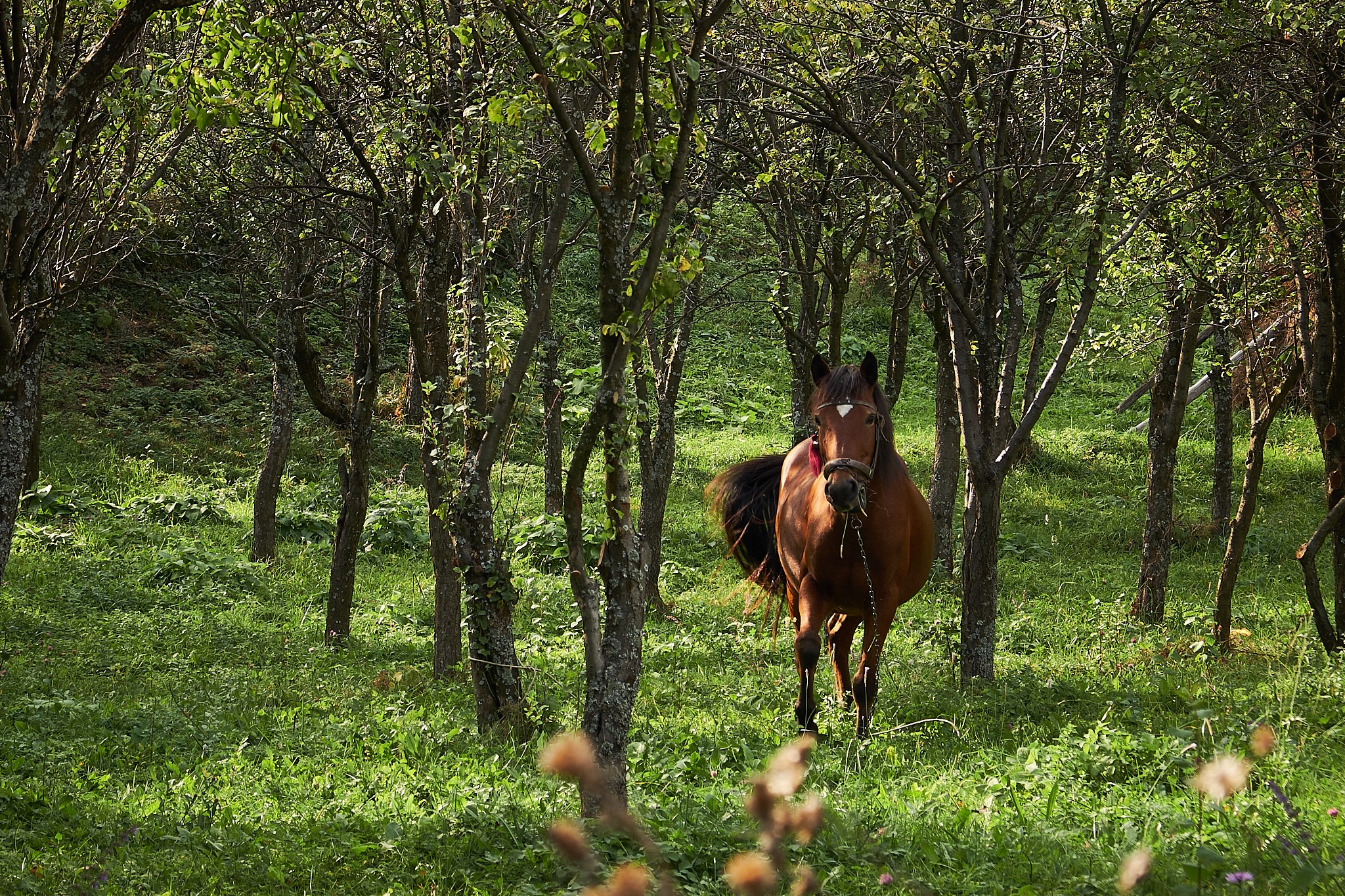 Ineleț, jud. Caraș-Severin. Pagina principală