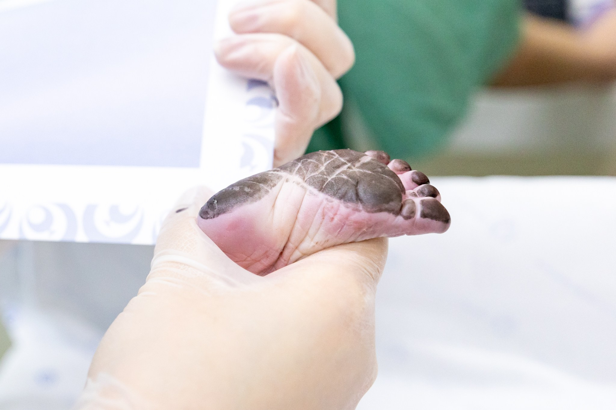 Gestantes e Partos. Priscilla Leão, fotógrafa em São Paulo