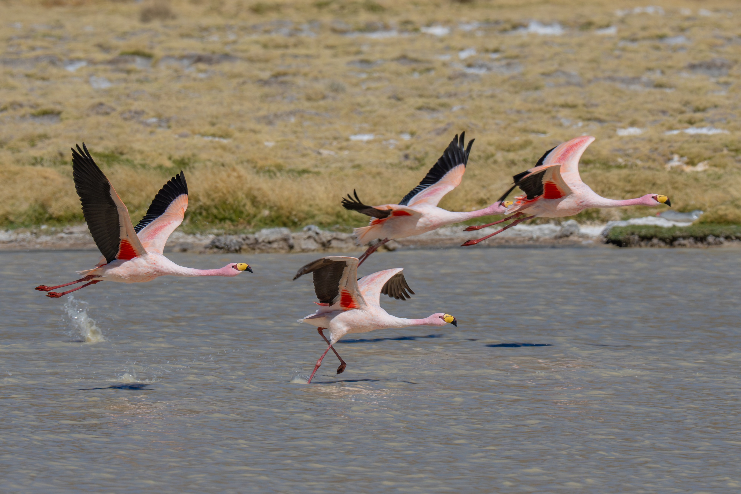 Flamencos. Nature photographer Yuri Soria-Galvarro