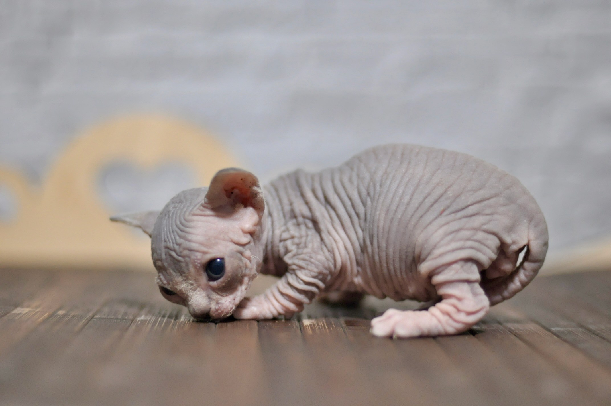 A cattery of Canadian Sphynx breed, located in Limassol, Cyprus