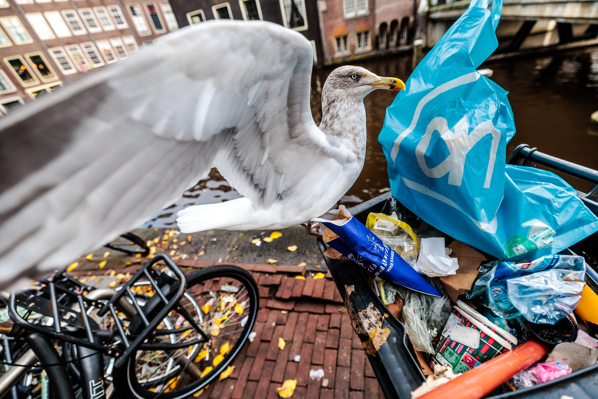 Olanda. Marius Ciocan