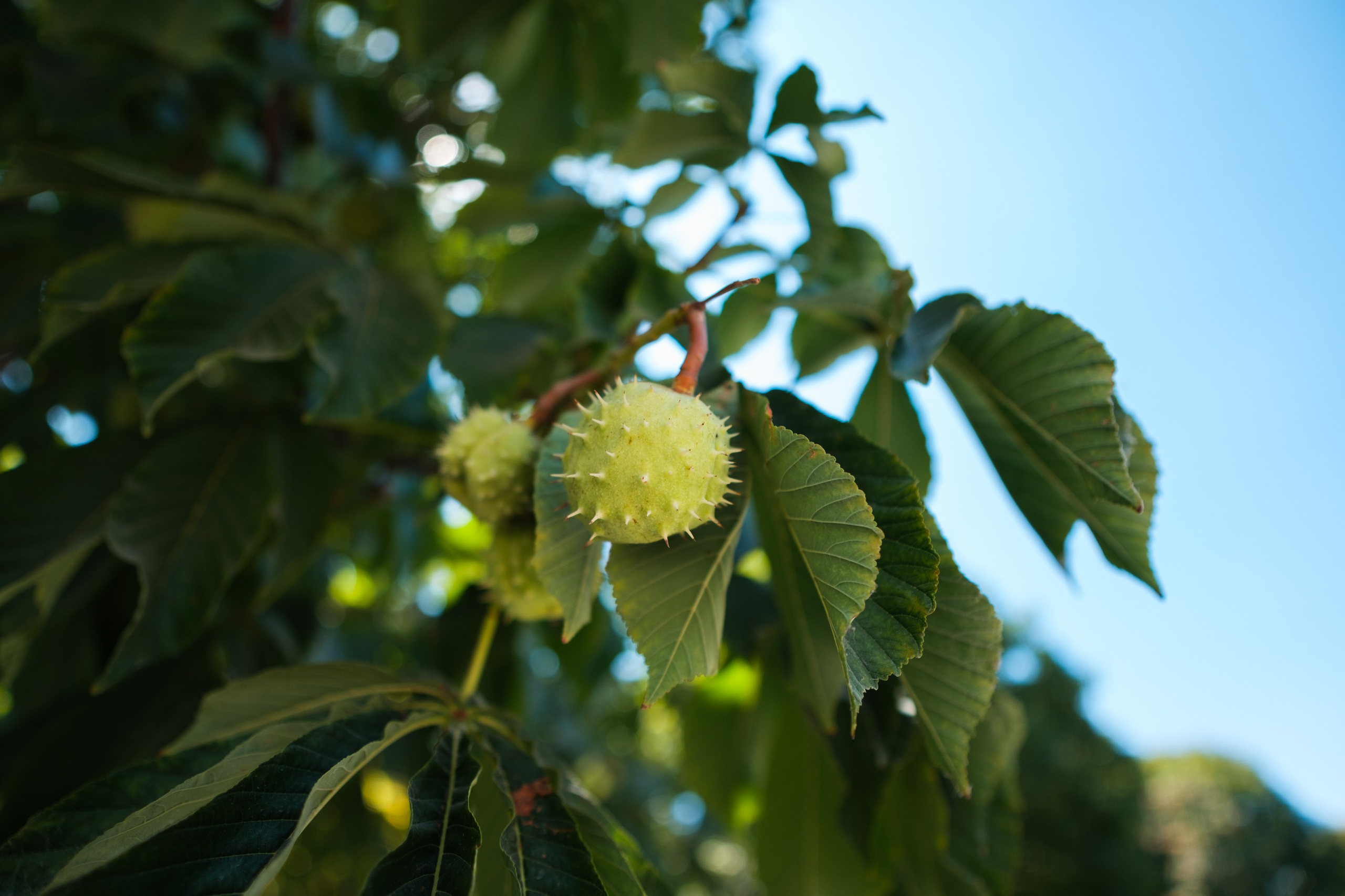Sigma 12 mm F/1.4 DC DN Contemporary. Фотограф Григорий Кравец