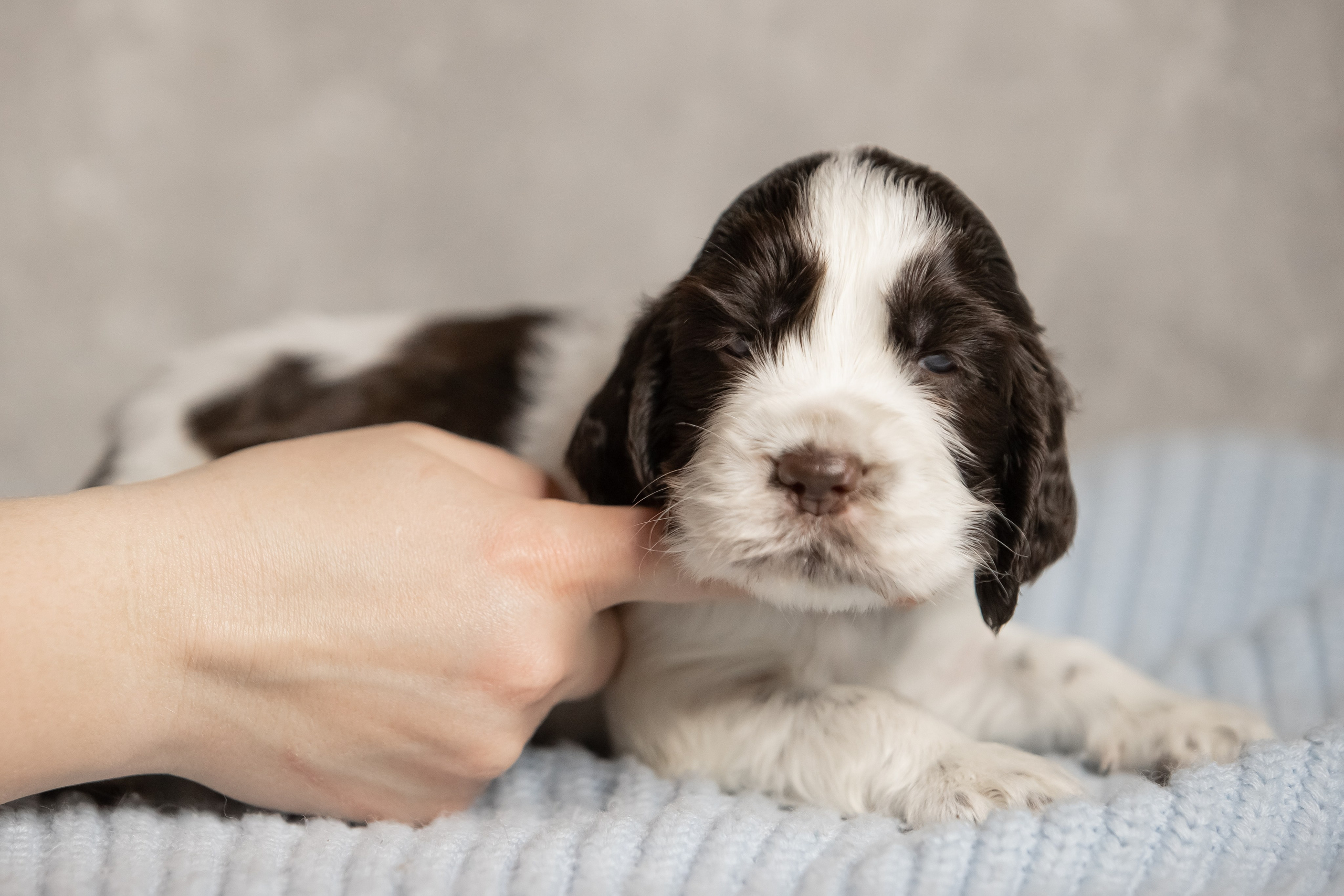 Male — Green collar 💚. Website of the titled stud dog of the Springer Spaniel breed