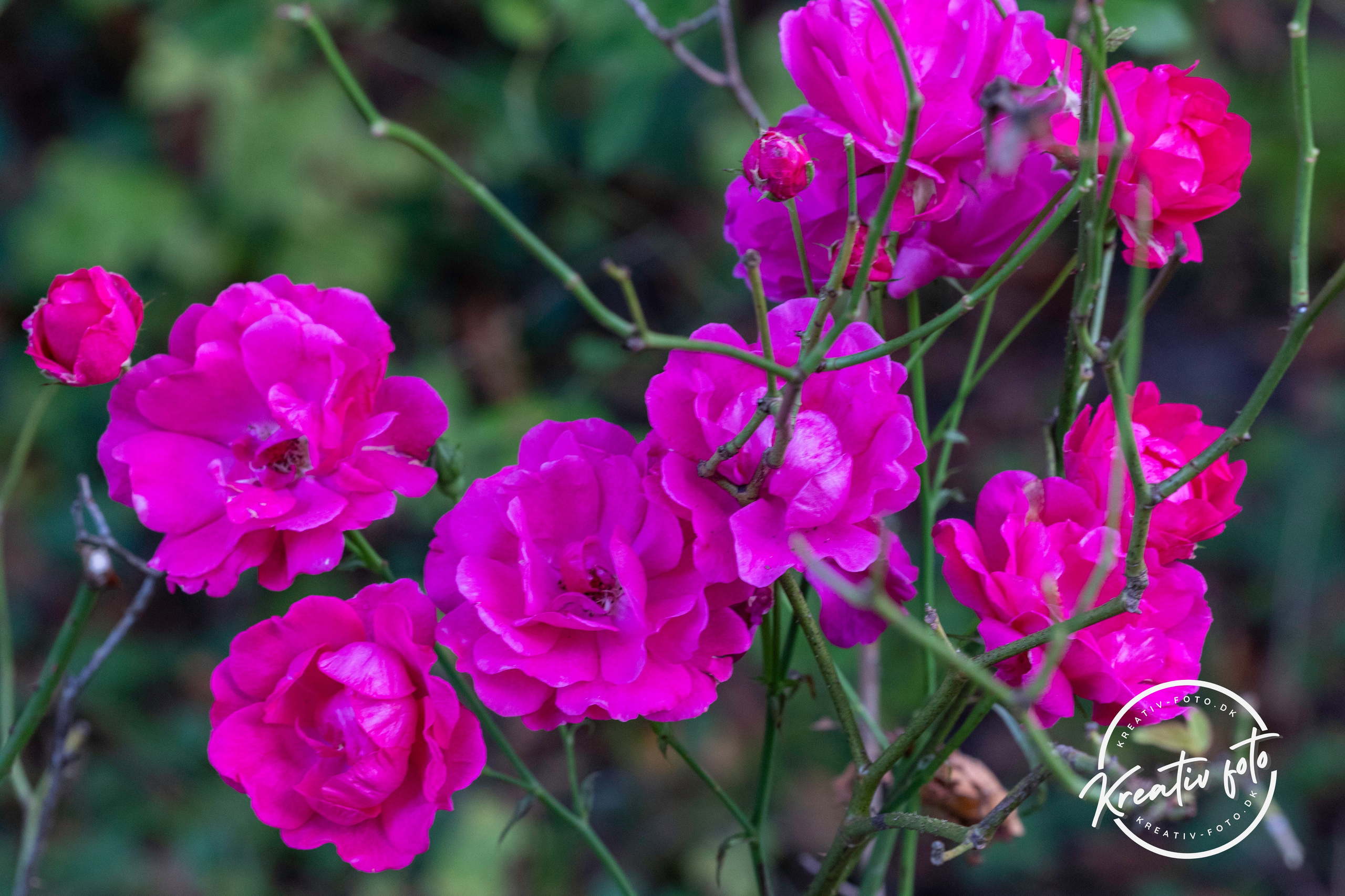 Efterår. Fotograf Aarhus | Portrætfoto Århus | Flotte billeder