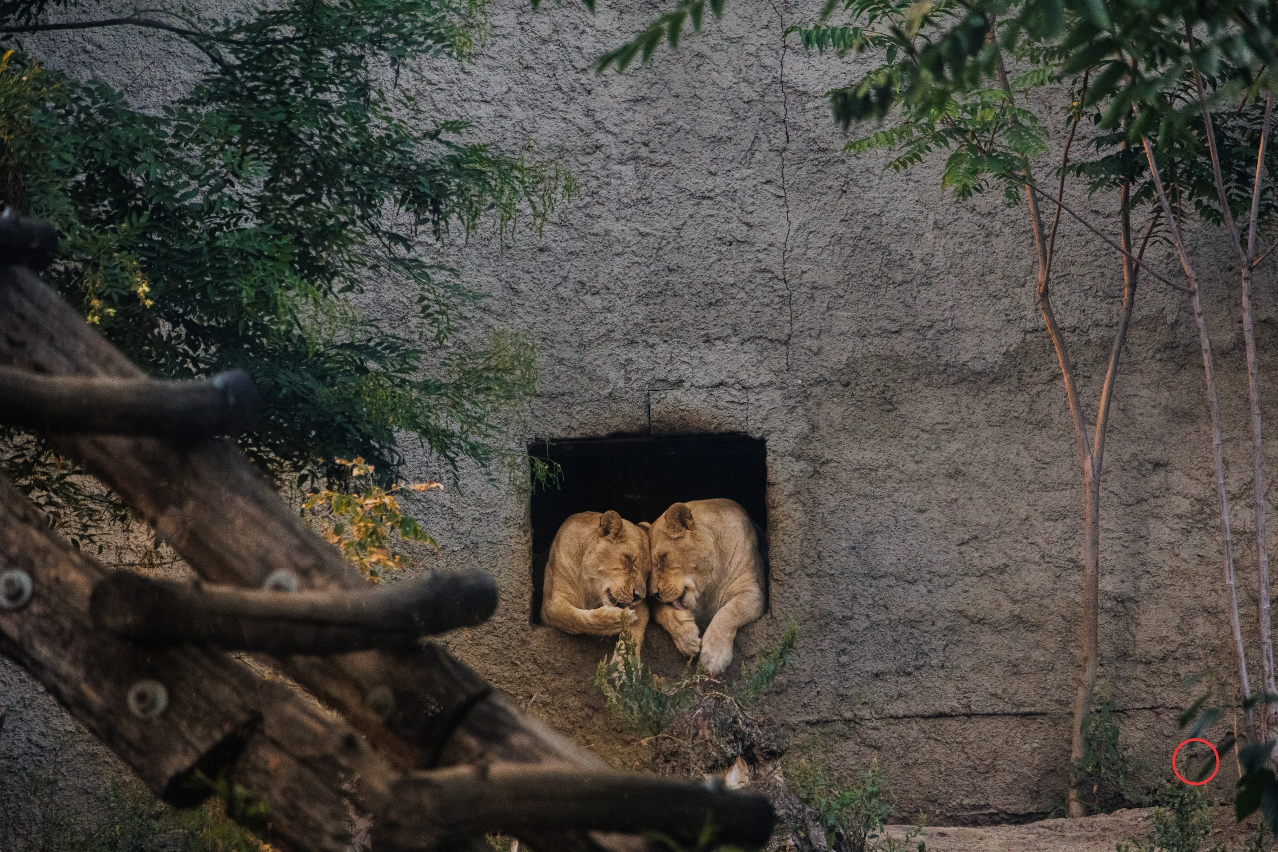 ბუნება. FramefreeMan