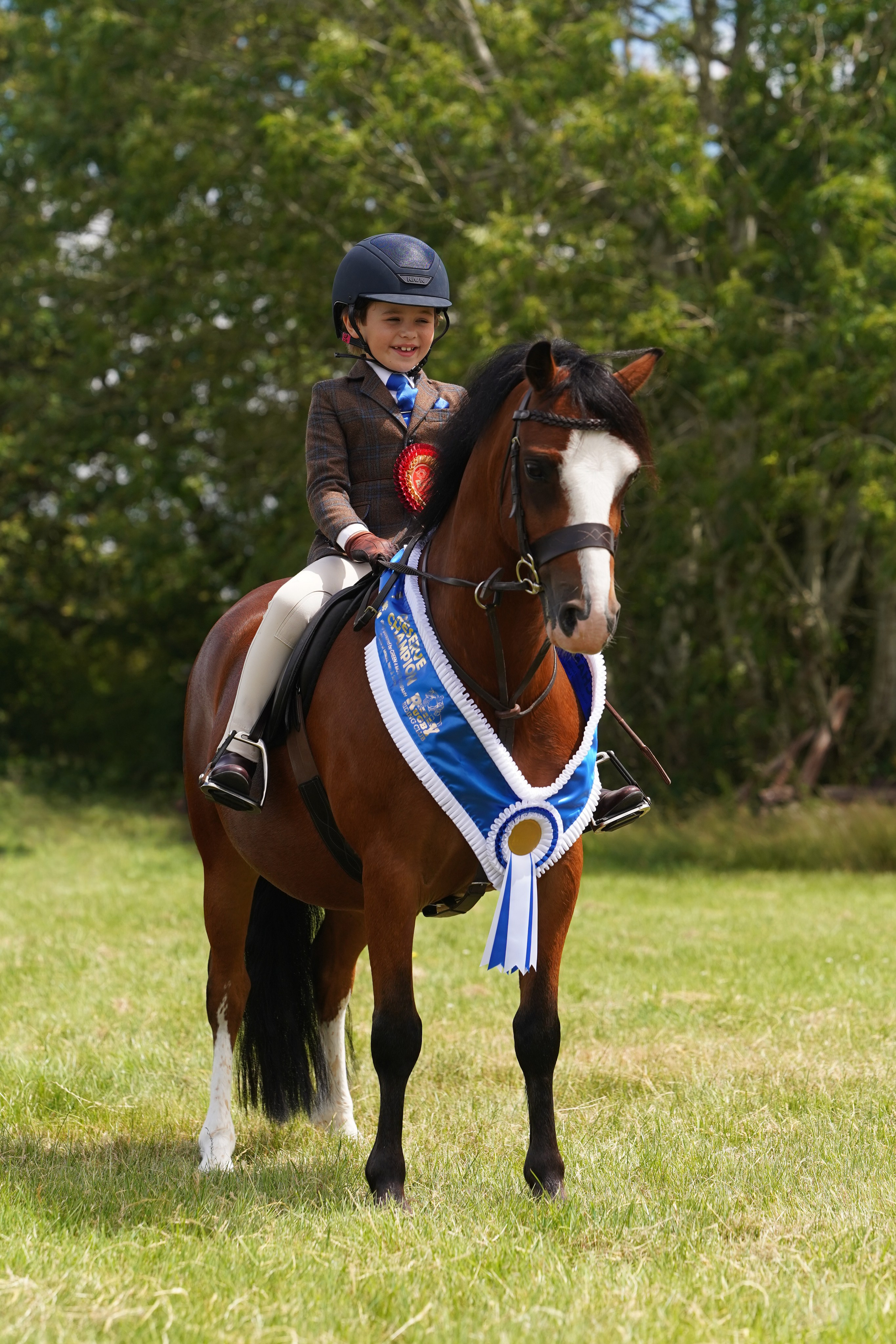 Showing. Leicestershire Equine Photography by El | Authentic Equine Portraits & Events