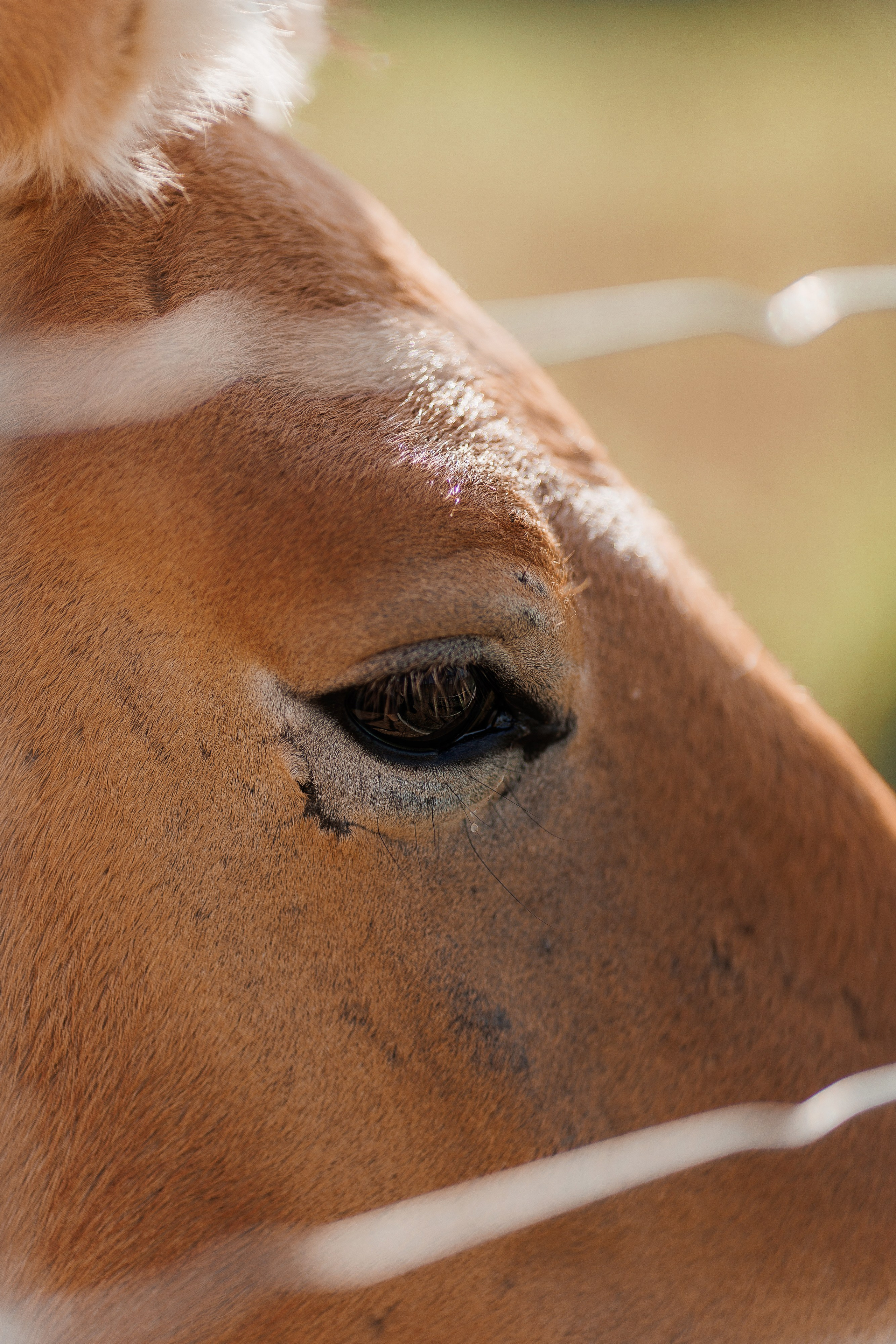 Екопарк Аміла. Ірина Терещук