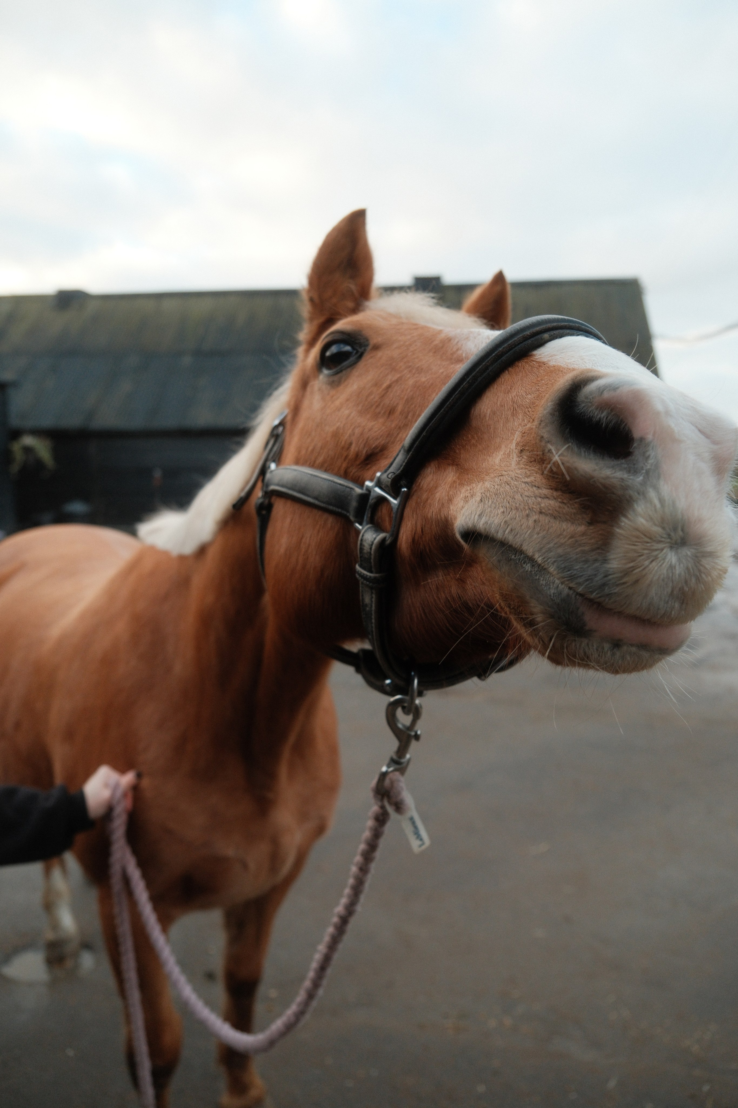 Portrait photography with Fudge the horse. Cal Takes Photos