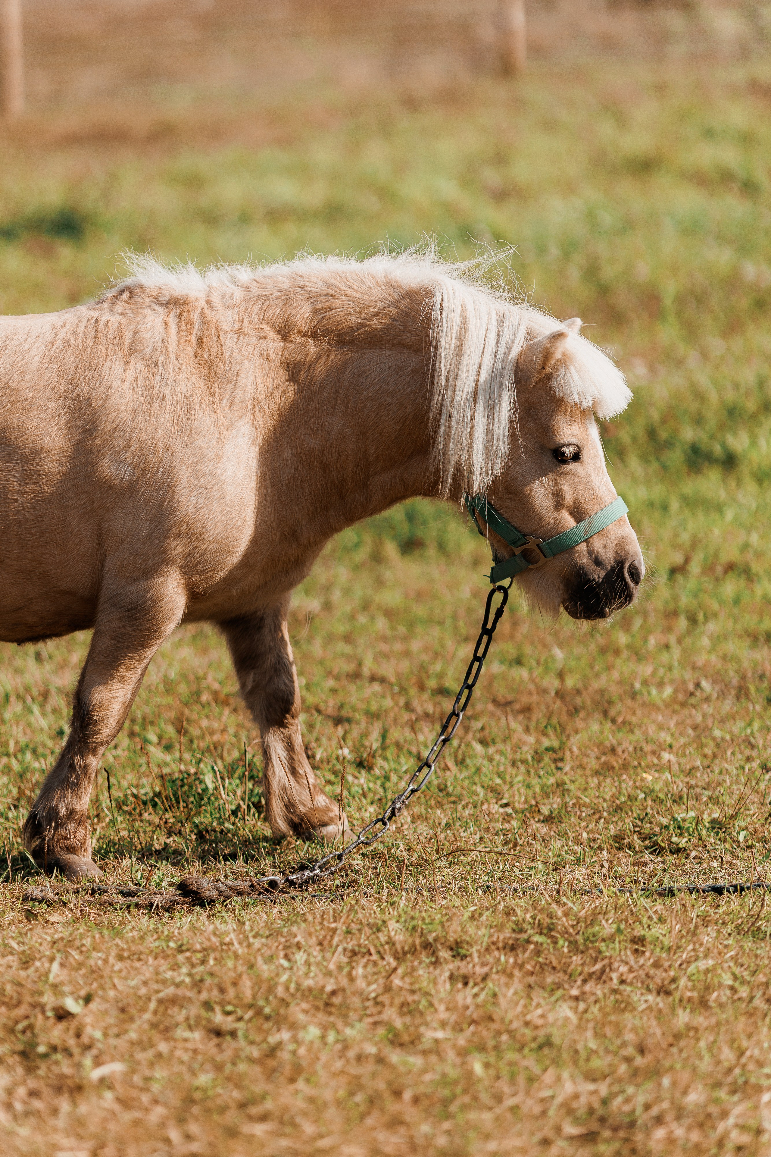 Екопарк Аміла. Ірина Терещук