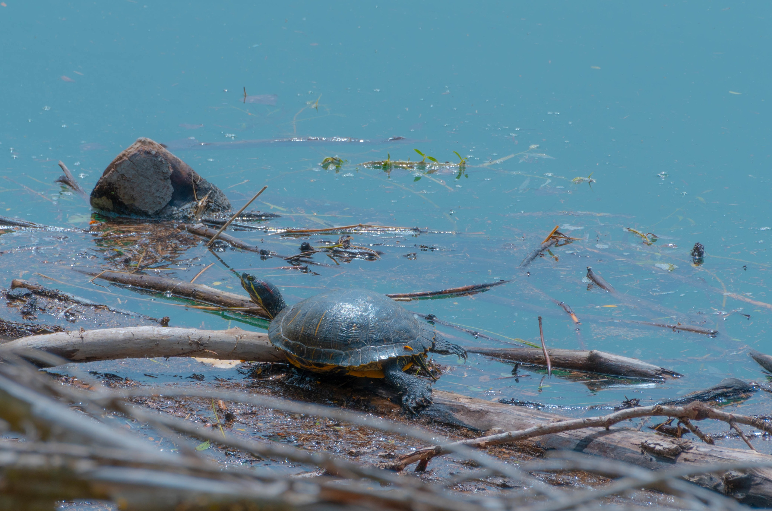 Bocetos. Alba del Norte Studio