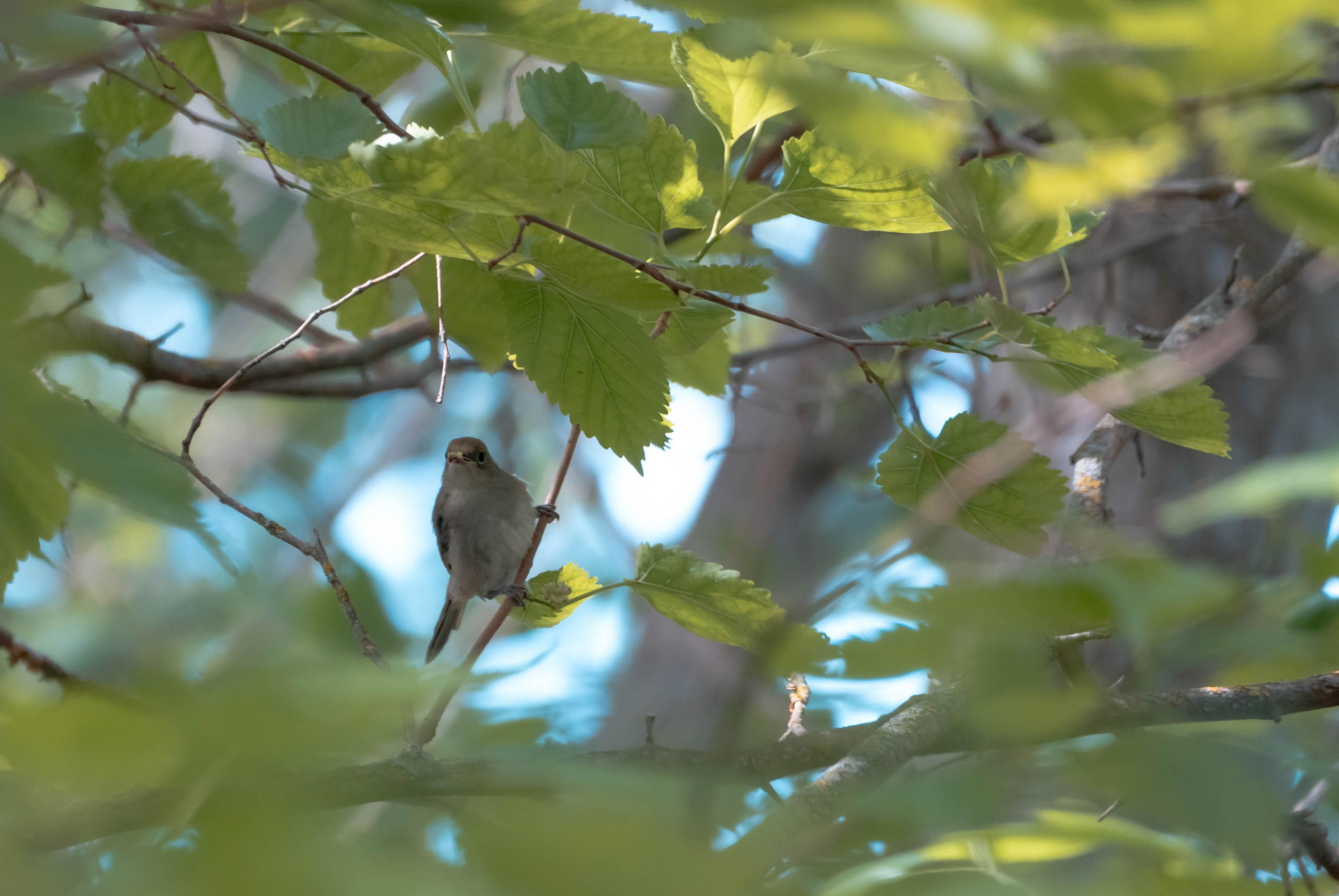 Bocetos. Alba del Norte Studio