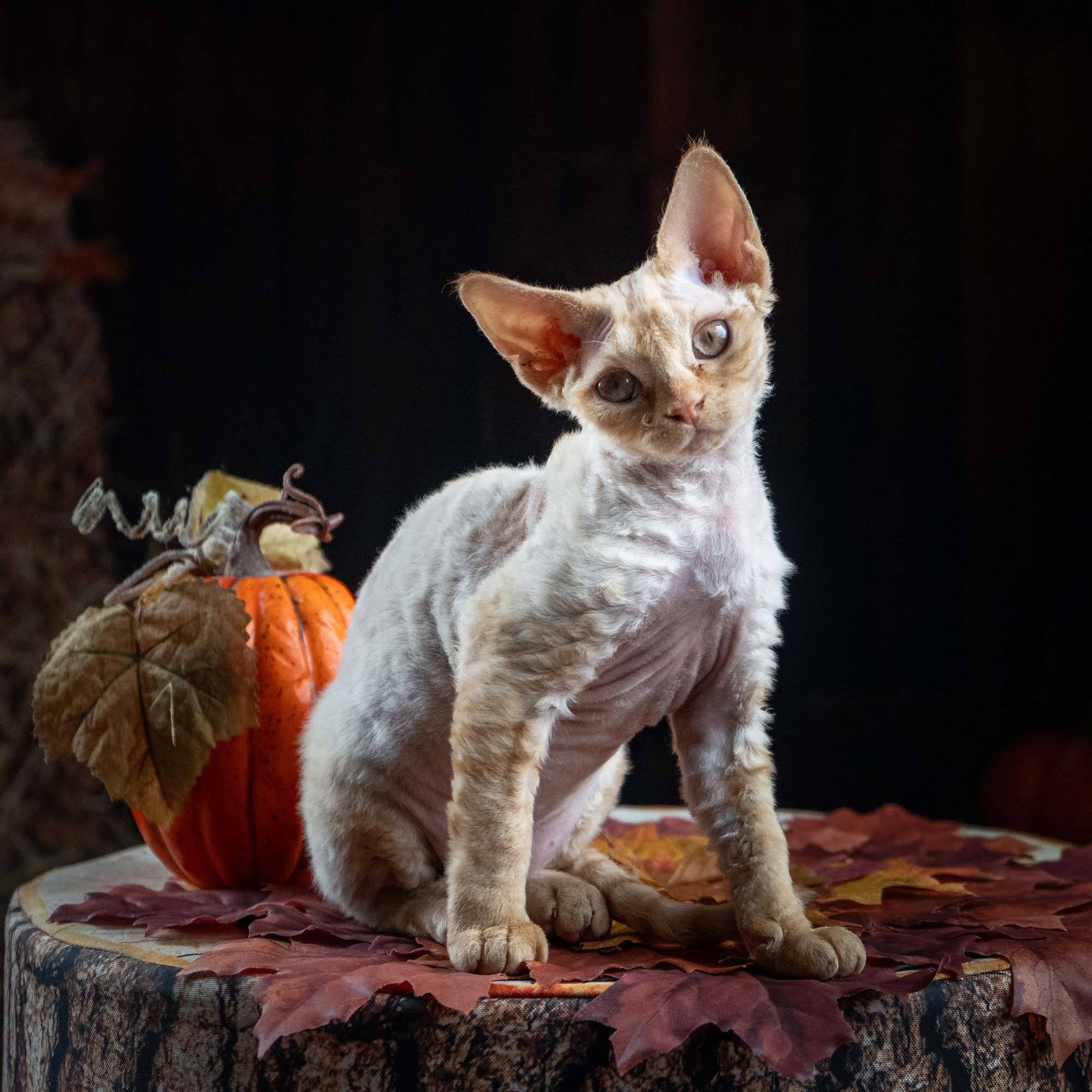 Dorito, boy, born on 06.06.24 SOLD. Devon Rex Pixie Cattery