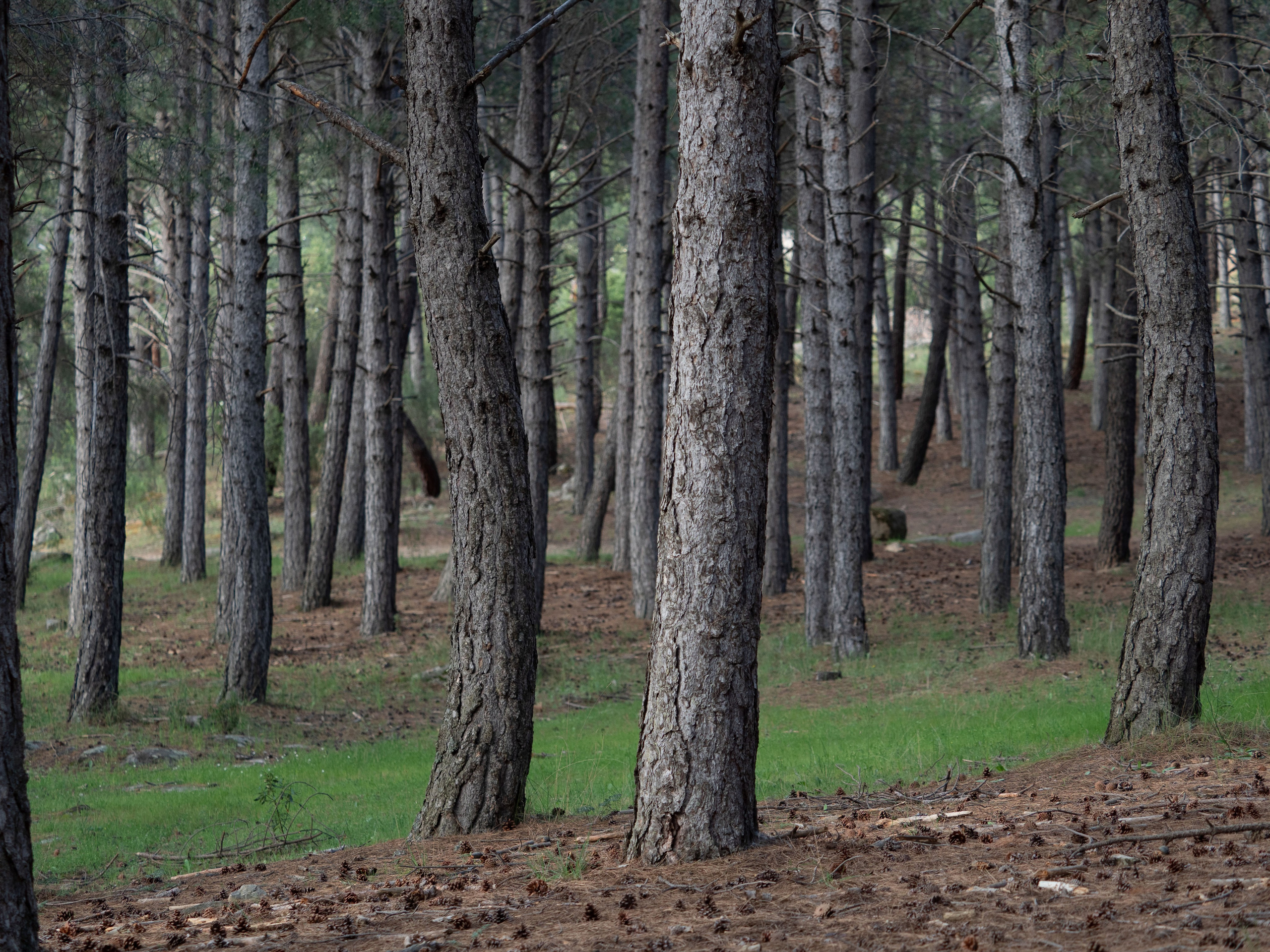 Paisajismo. Fotógrafa de Periodismo y Documentación, Teatro, Cine, Shooting para Modelos, Bodas, Bautizos, Comuniones, Familia y Eventos