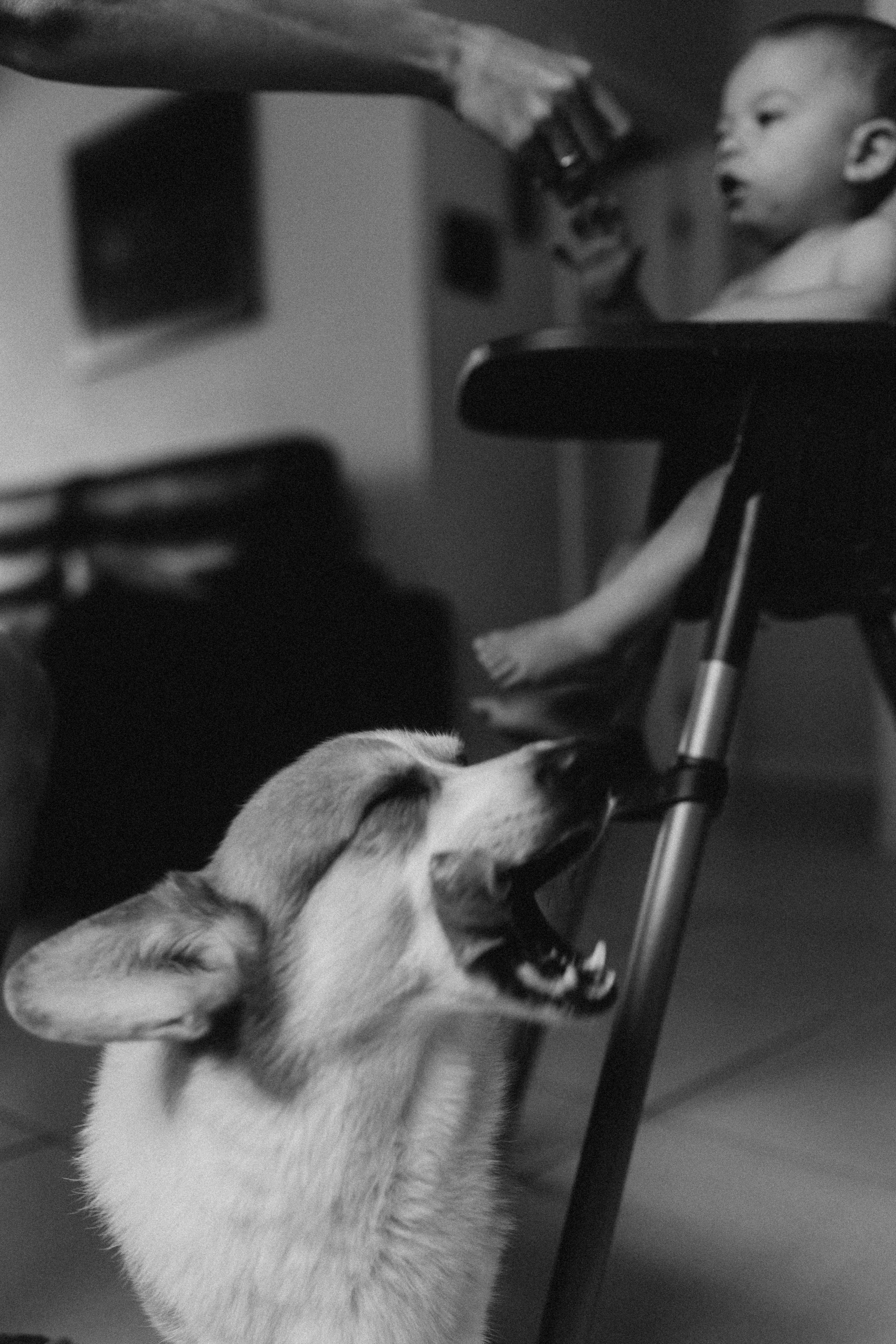 Manezinho Tom. Fotografa de família e crianças em Florianópolis SC Daria Ermolaev