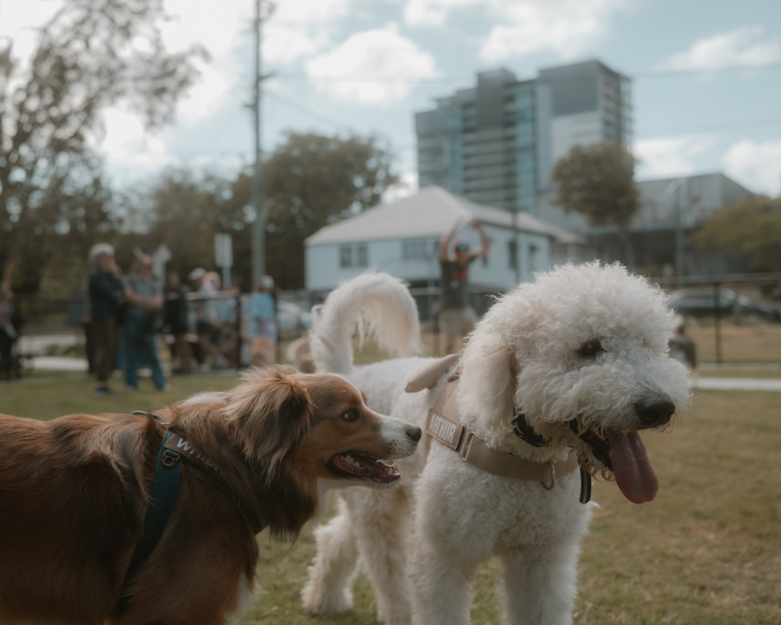 Windsor Dog Park Grand Opening 🐾📸 A few furry faces from the grand opening of Windsor Dog Park! 🐶❤️. JS Photoshoot | Family, Events & Pet Photographer in Brisbane