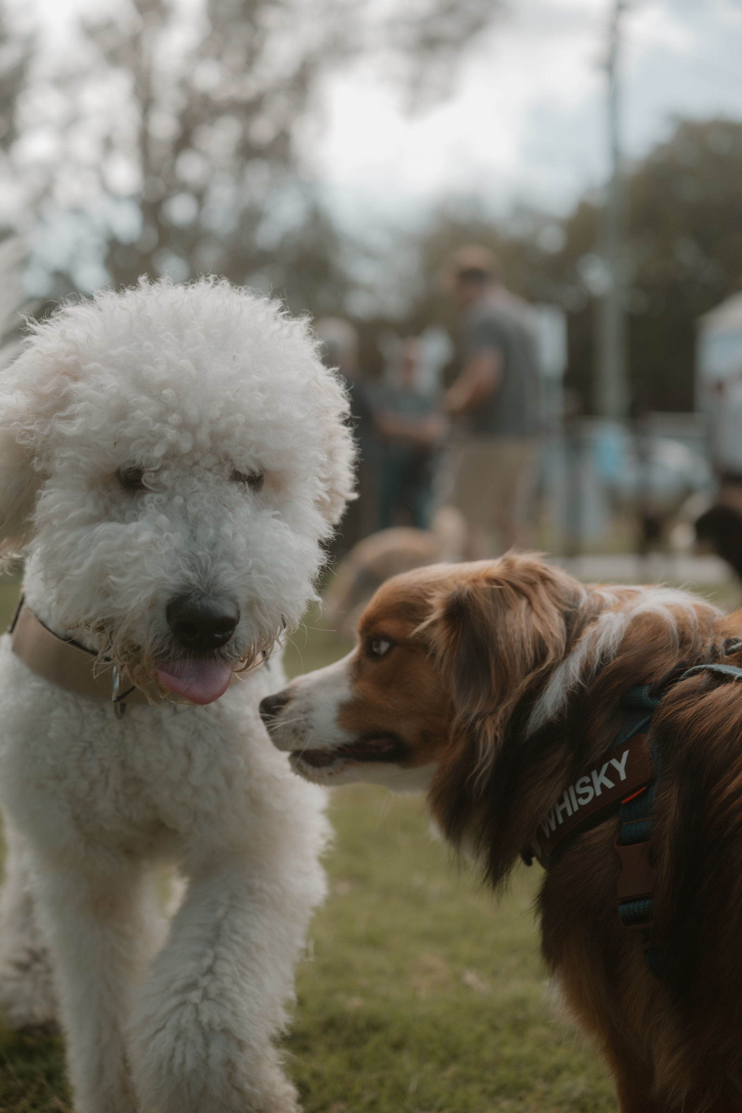 Windsor Dog Park Grand Opening 🐾📸 A few furry faces from the grand opening of Windsor Dog Park! 🐶❤️. JS Photoshoot | Family, Events & Pet Photographer in Brisbane