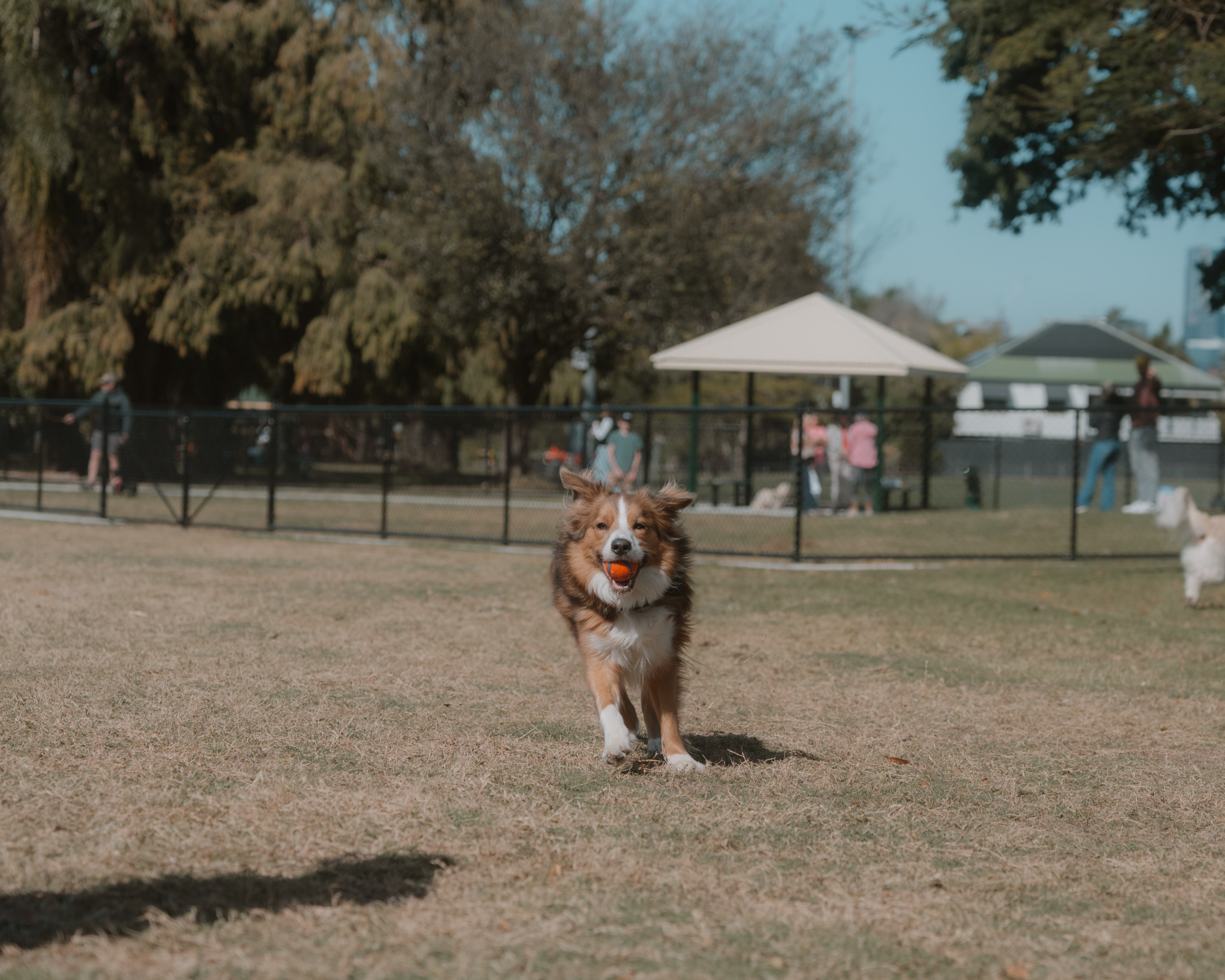 Windsor Dog Park Grand Opening 🐾📸 A few furry faces from the grand opening of Windsor Dog Park! 🐶❤️. JS Photoshoot | Family, Events & Pet Photographer in Brisbane