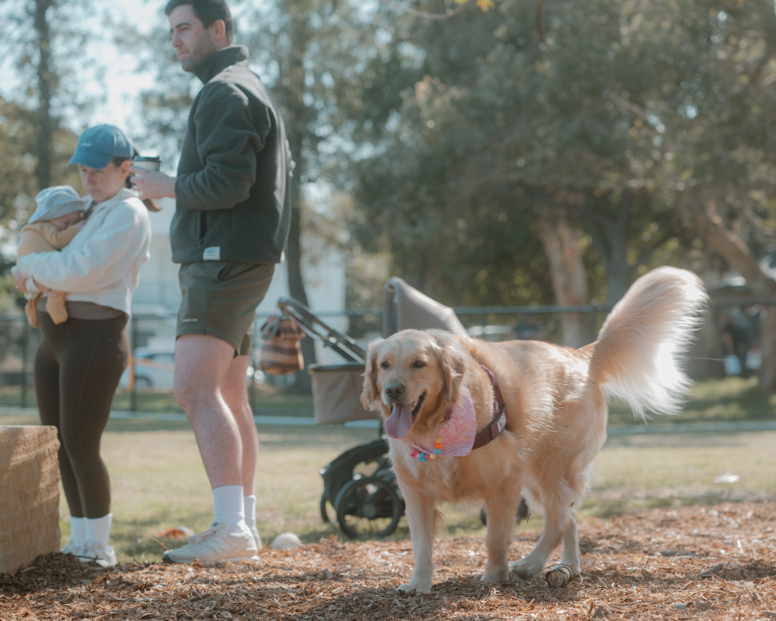 Windsor Dog Park Grand Opening 🐾📸 A few furry faces from the grand opening of Windsor Dog Park! 🐶❤️. JS Photoshoot | Family, Events & Pet Photographer in Brisbane