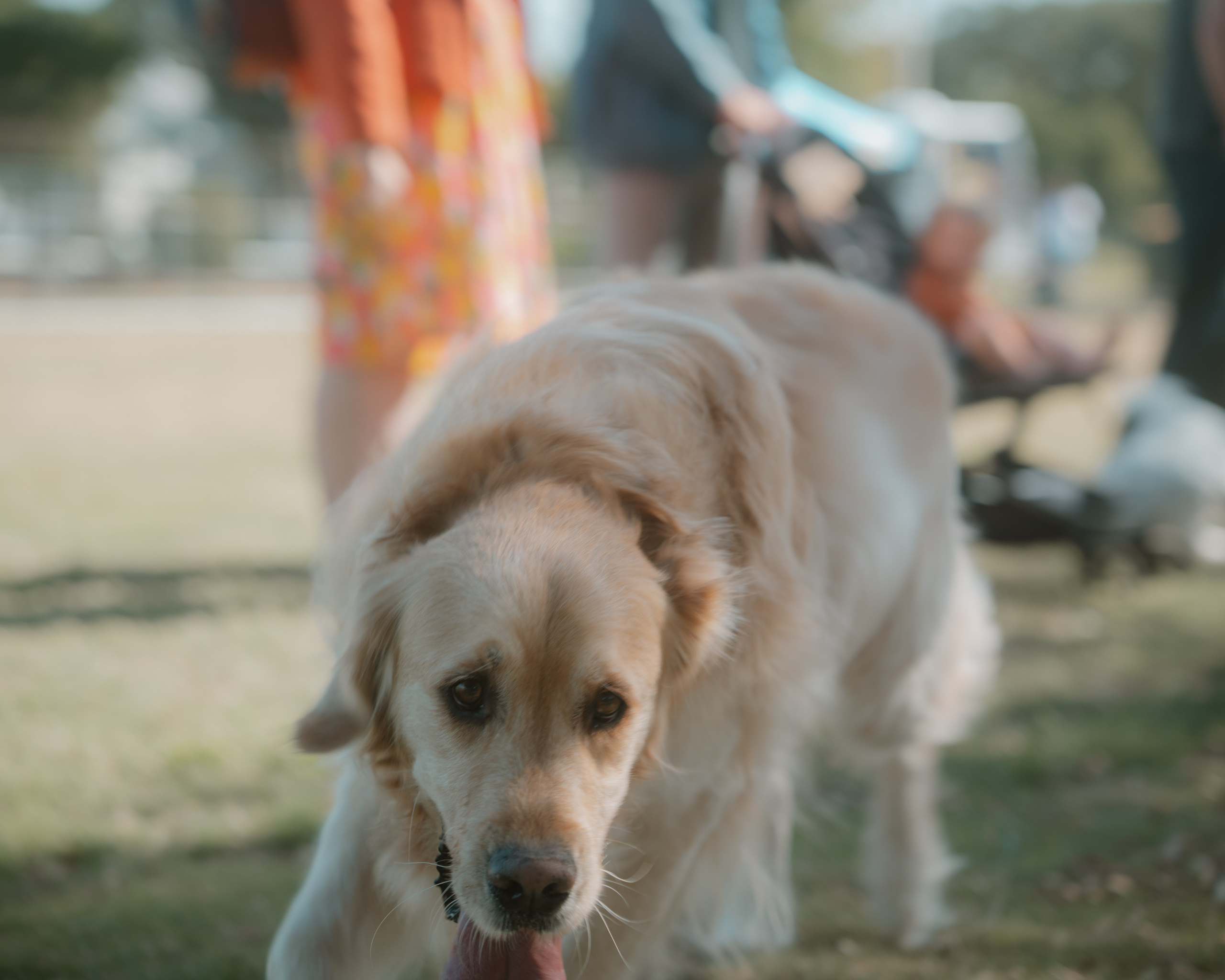 Windsor Dog Park Grand Opening 🐾📸 A few furry faces from the grand opening of Windsor Dog Park! 🐶❤️. JS Photoshoot | Family, Events & Pet Photographer in Brisbane