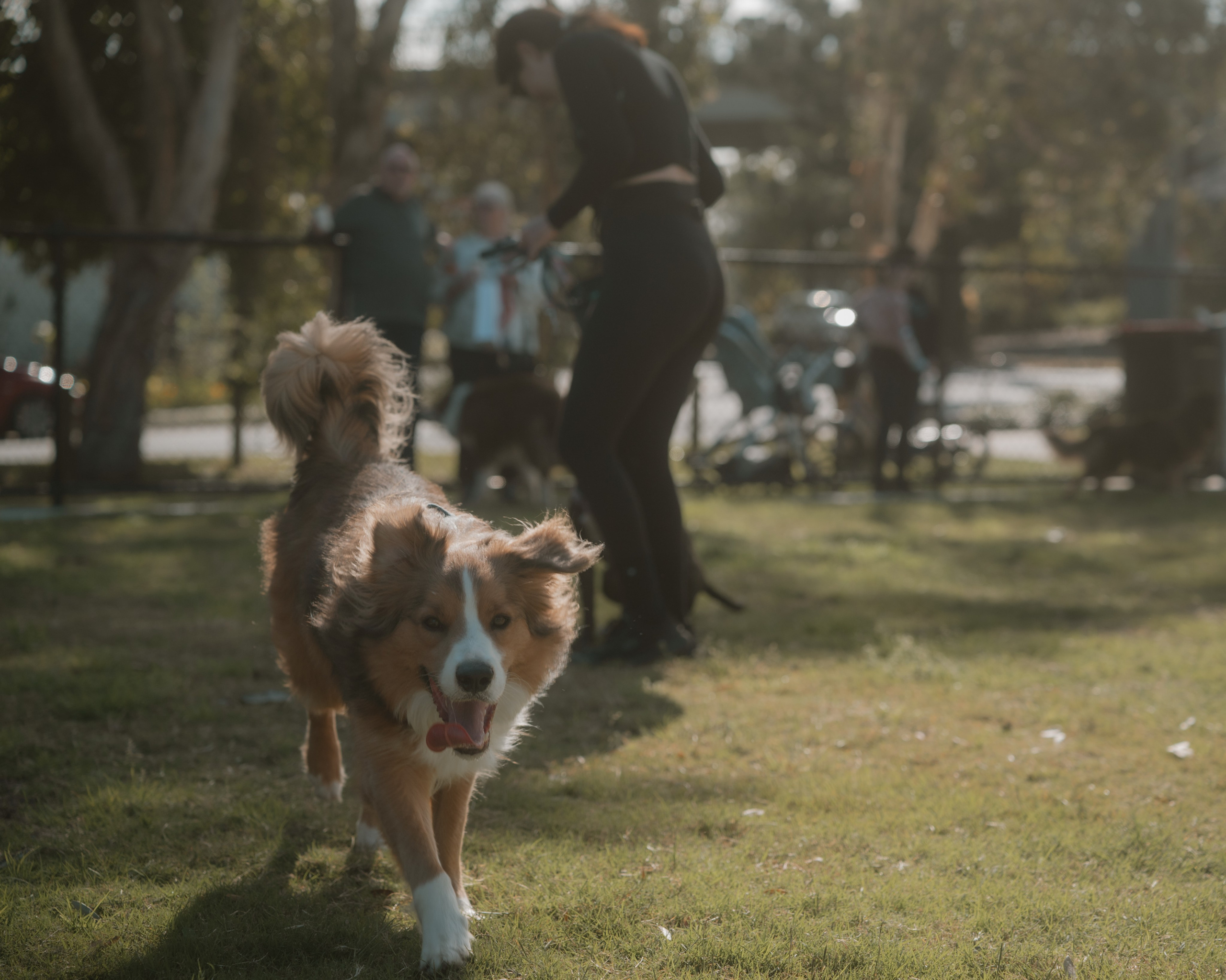 Windsor Dog Park Grand Opening 🐾📸 A few furry faces from the grand opening of Windsor Dog Park! 🐶❤️. JS Photoshoot | Family, Events & Pet Photographer in Brisbane