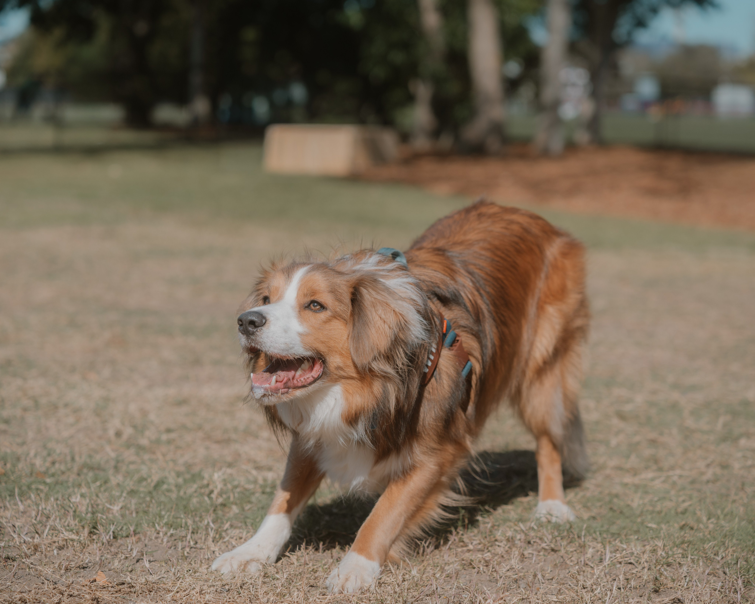 Windsor Dog Park Grand Opening 🐾📸 A few furry faces from the grand opening of Windsor Dog Park! 🐶❤️. JS Photoshoot | Family, Events & Pet Photographer in Brisbane