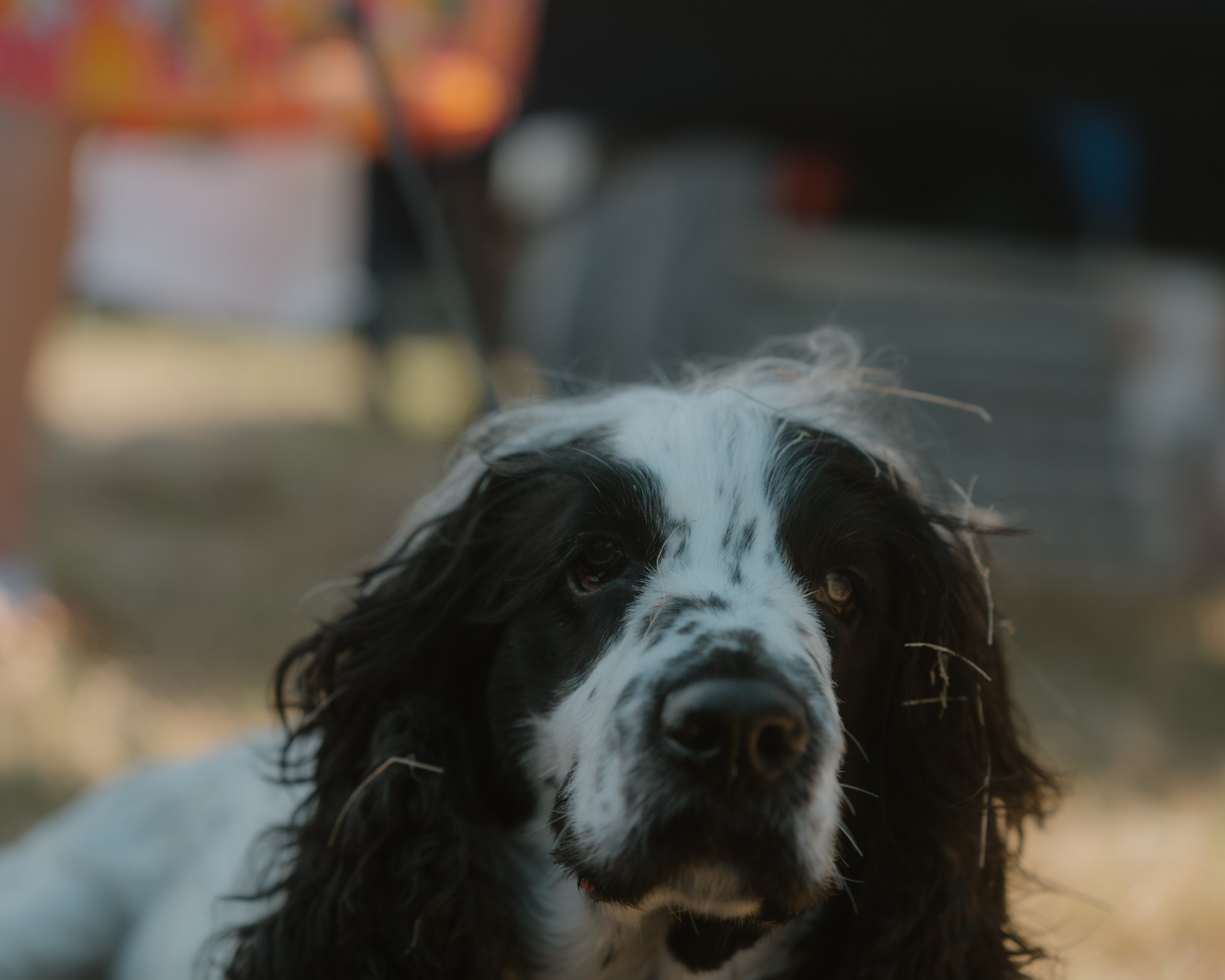 Windsor Dog Park Grand Opening 🐾📸 A few furry faces from the grand opening of Windsor Dog Park! 🐶❤️. JS Photoshoot | Family, Events & Pet Photographer in Brisbane
