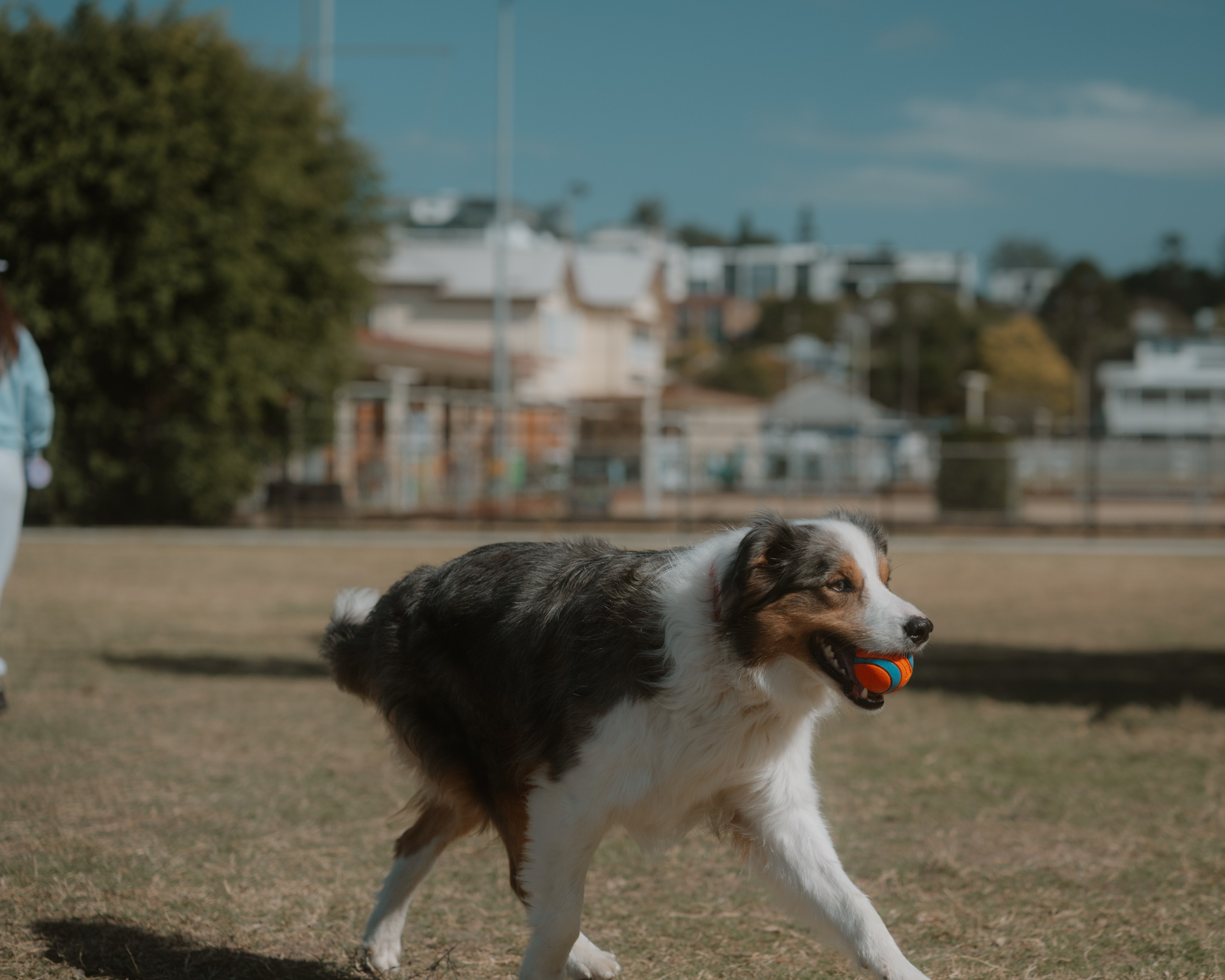 Windsor Dog Park Grand Opening 🐾📸 A few furry faces from the grand opening of Windsor Dog Park! 🐶❤️. JS Photoshoot | Family, Events & Pet Photographer in Brisbane