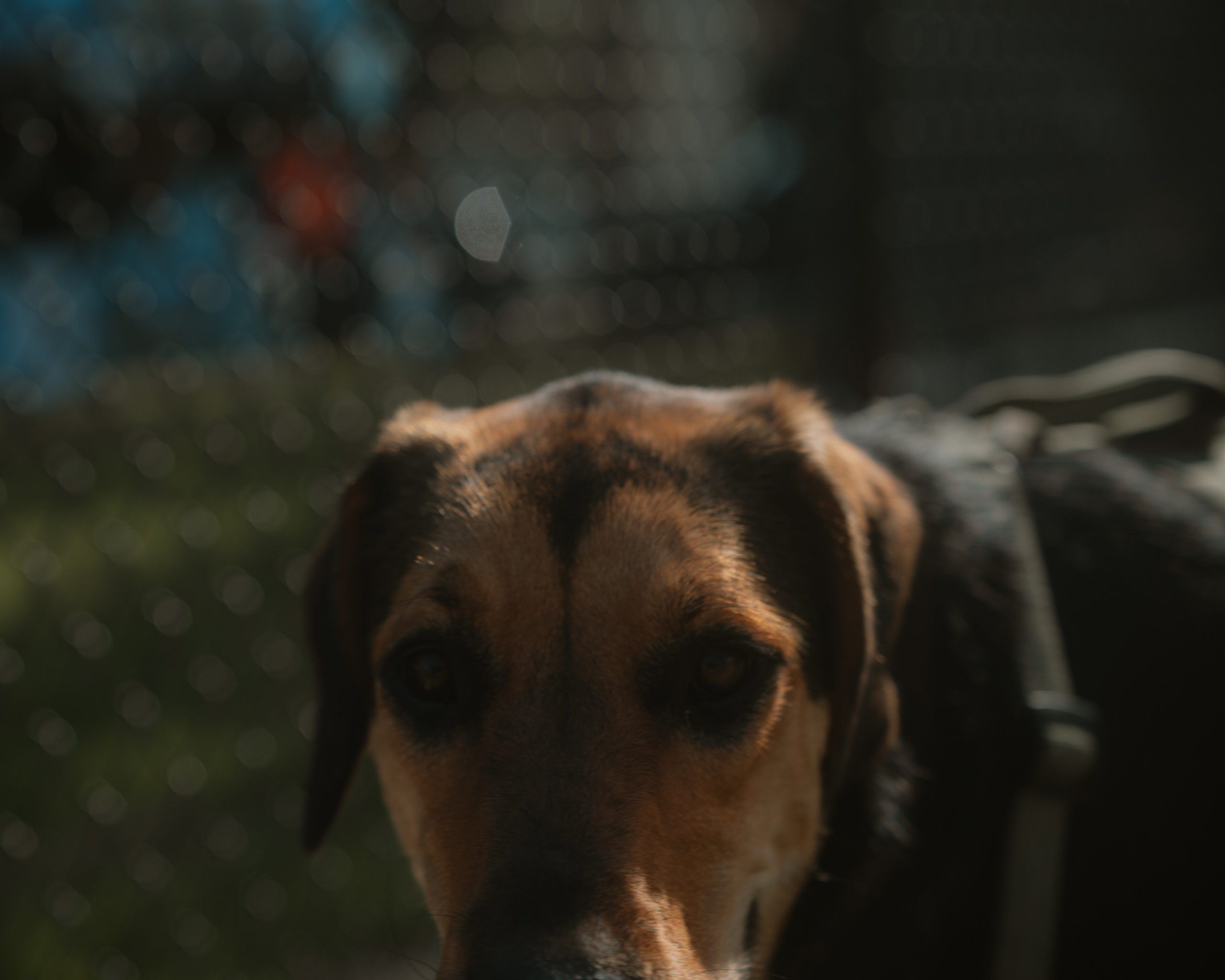 Windsor Dog Park Grand Opening 🐾📸 A few furry faces from the grand opening of Windsor Dog Park! 🐶❤️. JS Photoshoot | Family, Events & Pet Photographer in Brisbane