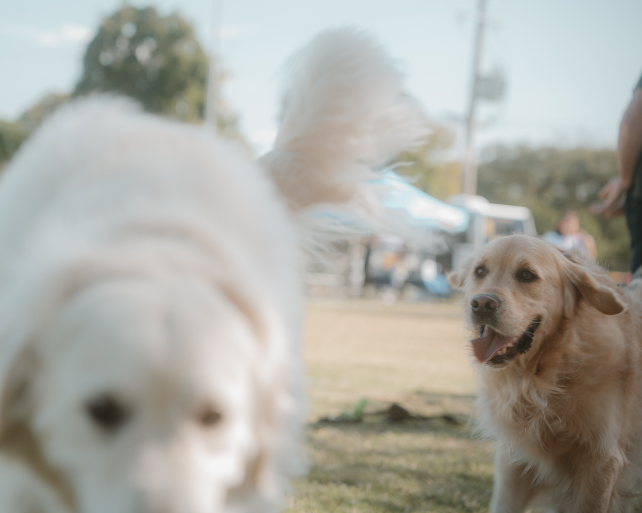 Windsor Dog Park Grand Opening 🐾📸 A few furry faces from the grand opening of Windsor Dog Park! 🐶❤️. JS Photoshoot | Family, Events & Pet Photographer in Brisbane